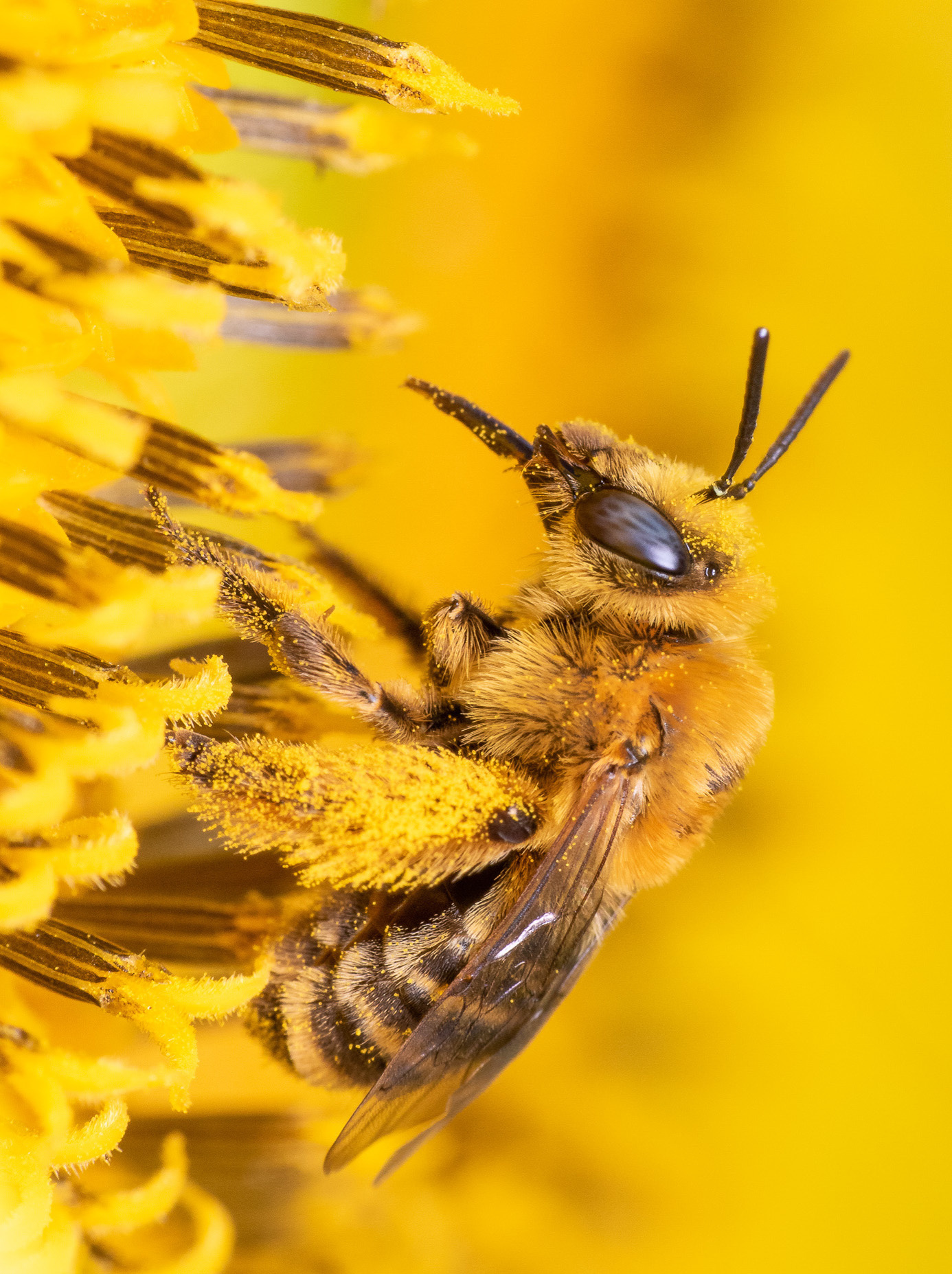 Melissodes trinodis (C) Max McCarthy