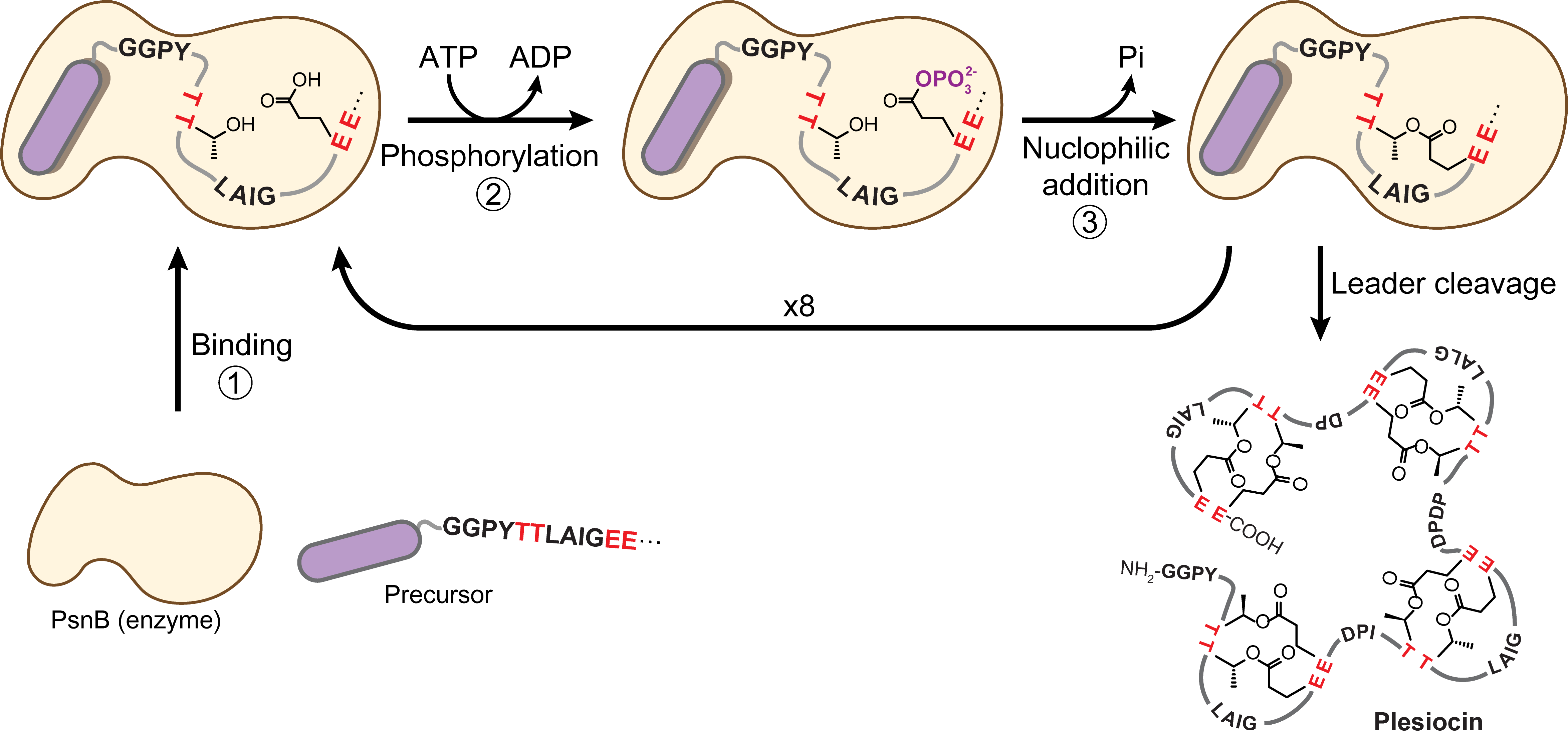 Biosynthesis of Plesiocin, a group 2 graspetide
