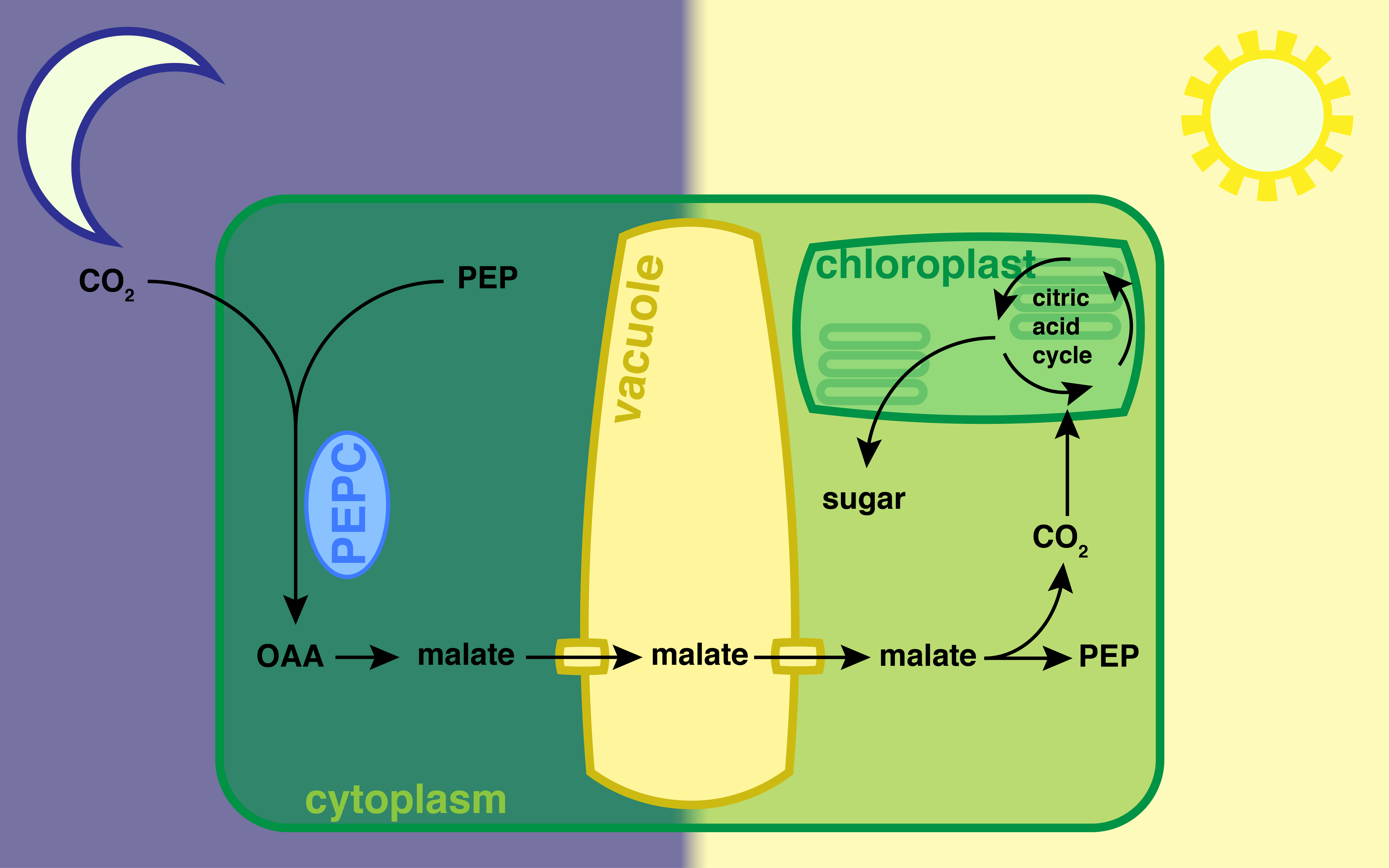 A simplified diagram of CAM, showing nocturnal fixation by PEPC and storage as malate followed by daytime decarboxylation and photosynthesis.