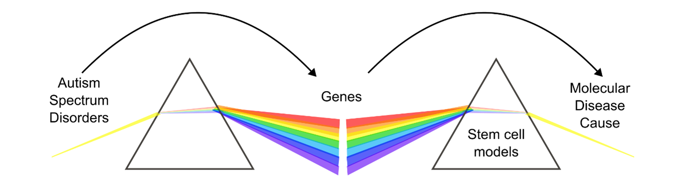 Autism genetic spectrum Stem cell models to simplify autism genetic complexity