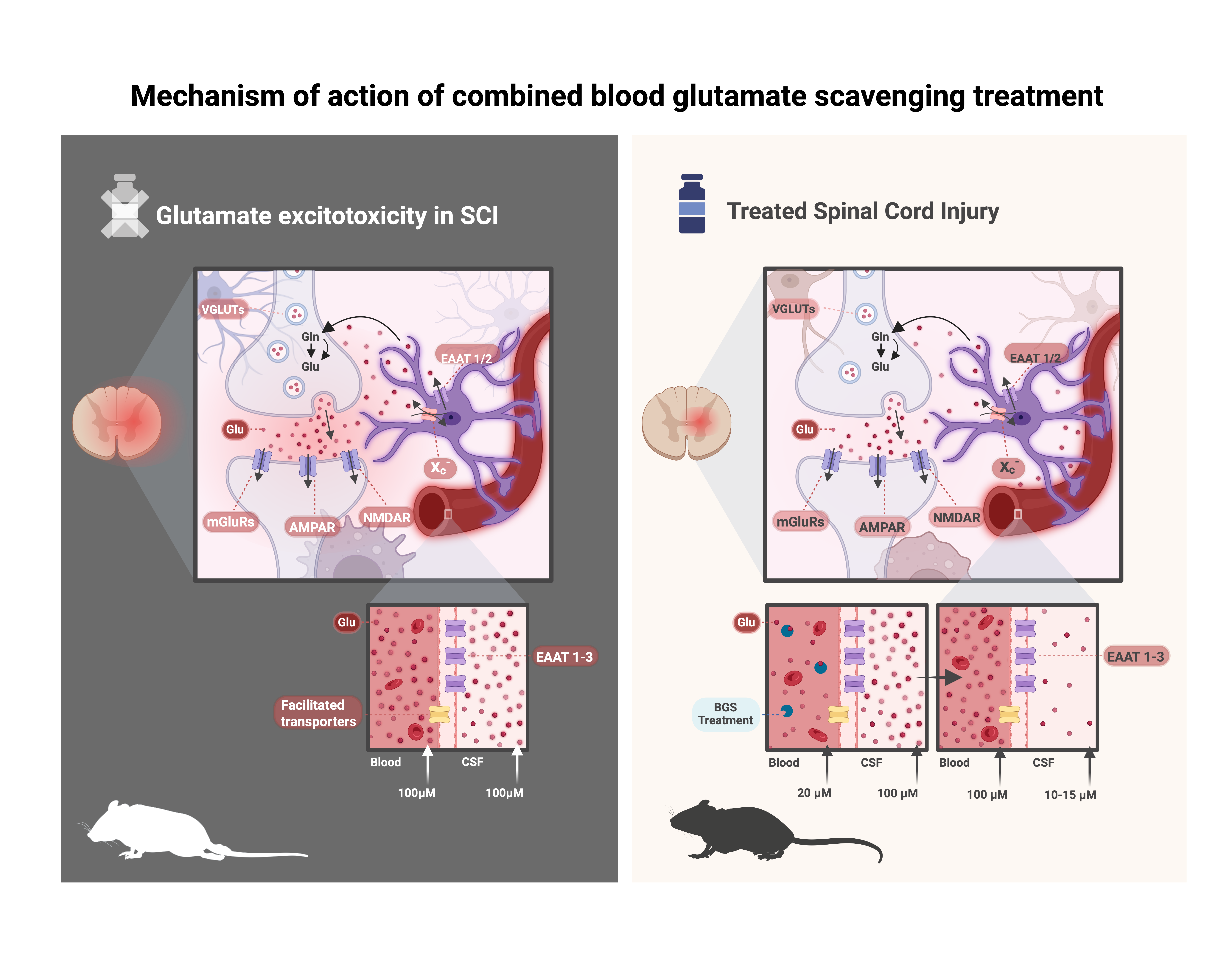 Scheme showing the Mechanism of action of combined blood glutamate scavenging treatment in spinal cord injury.