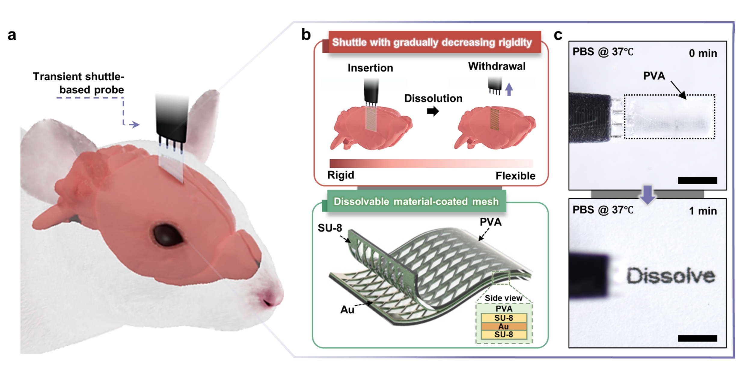 a, Schematic illustration of the transient shuttle-based probe inserted into the mouse brain. b, Changes in the rigidity of the transient shuttle-based probe (PVA-coated mesh electrode) during the implantation process. c, Sequential images for dissolving PVA in a PBS solution at 37 ℃.