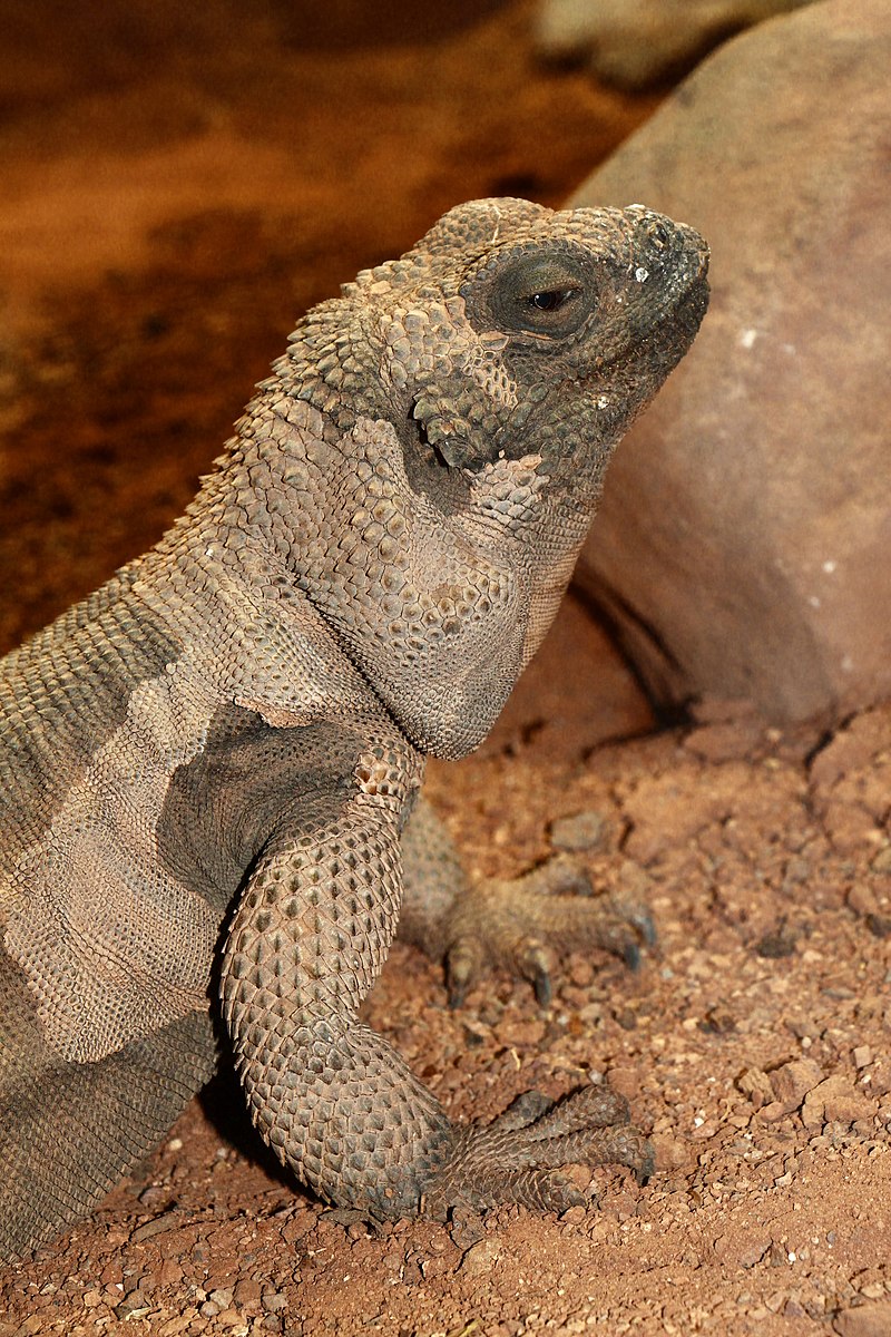 Picture 4. The Angel Island chuckwalla weighs up to 1.4 kg, which is two to three times the size of its mainland counterpart, the common chuckwalla (author: H. Zell, license: CC BY-SA 3.0).