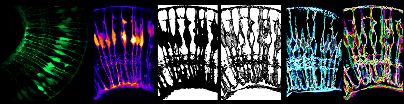 Digital image processing of data before being converted into science art.