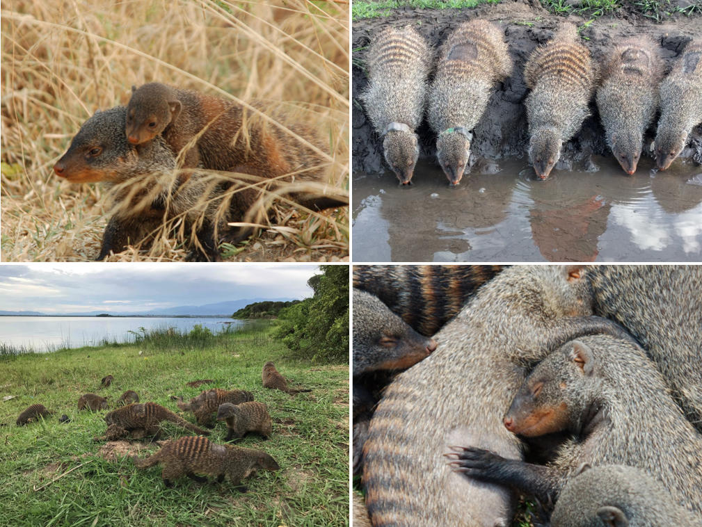 Banded mongooses. Top left: A pup with its adult escort