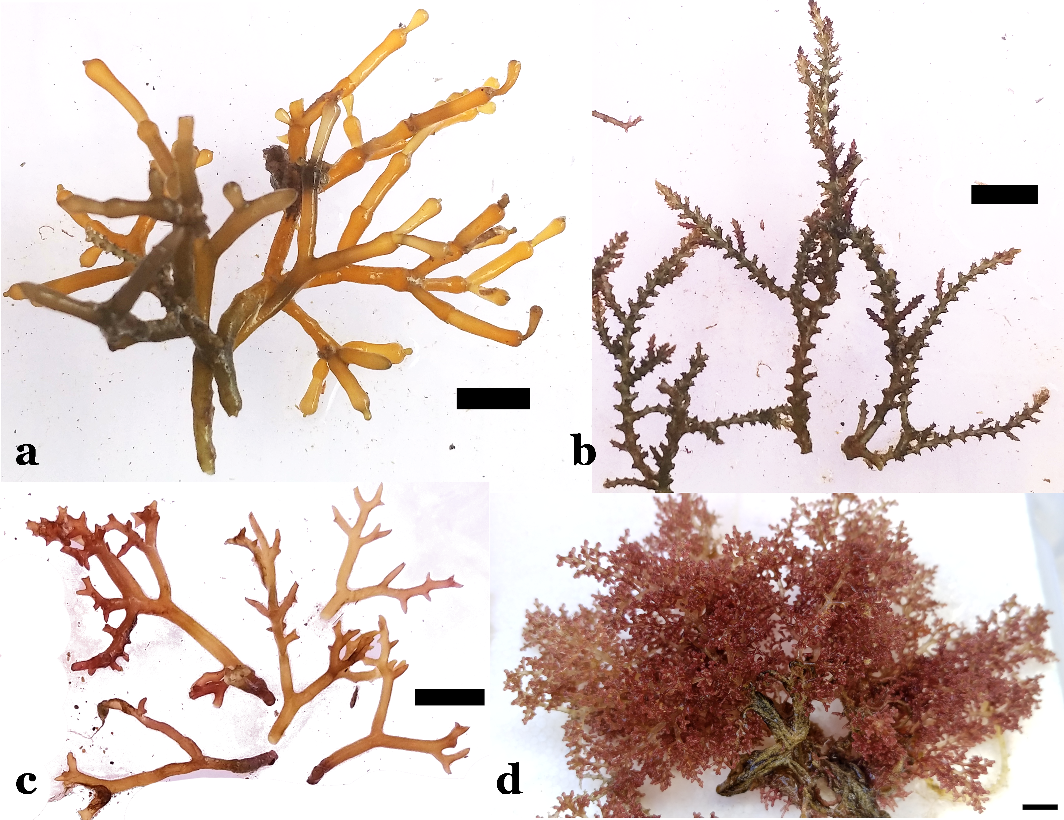 Study species: a. Gorilla ogo, Gracilaria salicornia, b. Spiny seaweed, Acanthophora spicifera, c. Gracilaria perplexa, d. Limu maneʻoneʻo, Laurencia dendroidea. All scale bars are 1cm. 
