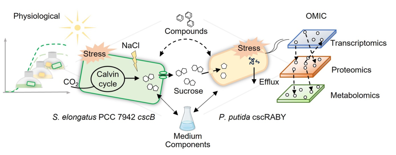 Multi-OMICs insights into the synthetic co-culture of S. elongatus and P. putida