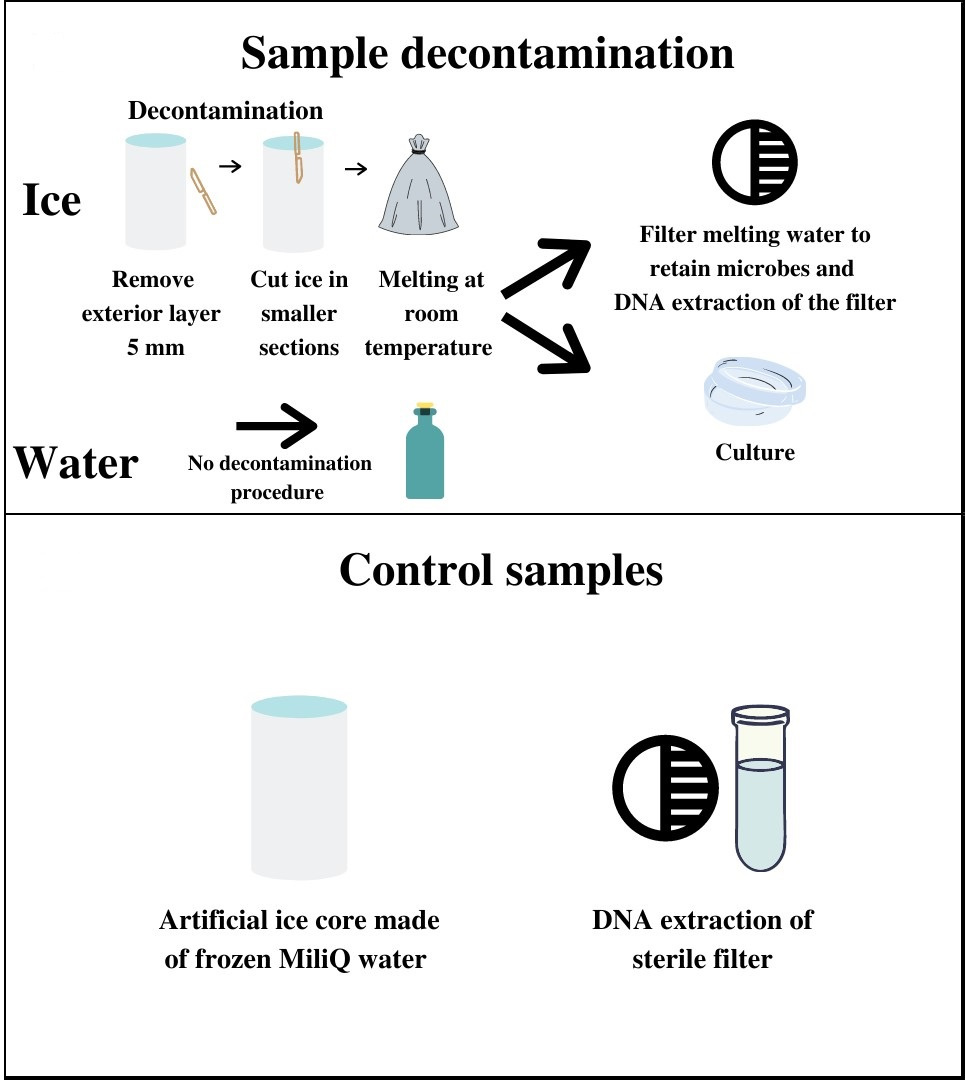 Figure 2 - (Top) Sampling decontamination procedure and following processing preceding culture-dependent and culture-independent analysis. (Bottom) Control samples: an artificial sterile ice core made in the laboratory (processing control), and a clean filter inside a clean microtube used as a control for downstream DNA analysis (DNA extraction control). Figure taken and adapted from Coelho et al. 2022. 