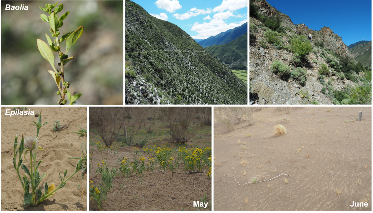 Fig. 2 Collection of photographs from fieldwork. The upper panel shows the morphology and habitat of Baolia, highlighting the challenges of sampling on steep, unstable slopes in a hot, dry river valley. The lower panel illustrates the fruiting morphology of Epilasia and the pronounced seasonal contrast at the same locality between May and June, with lush vegetation in May transitioning to a nearly barren landscape in June.