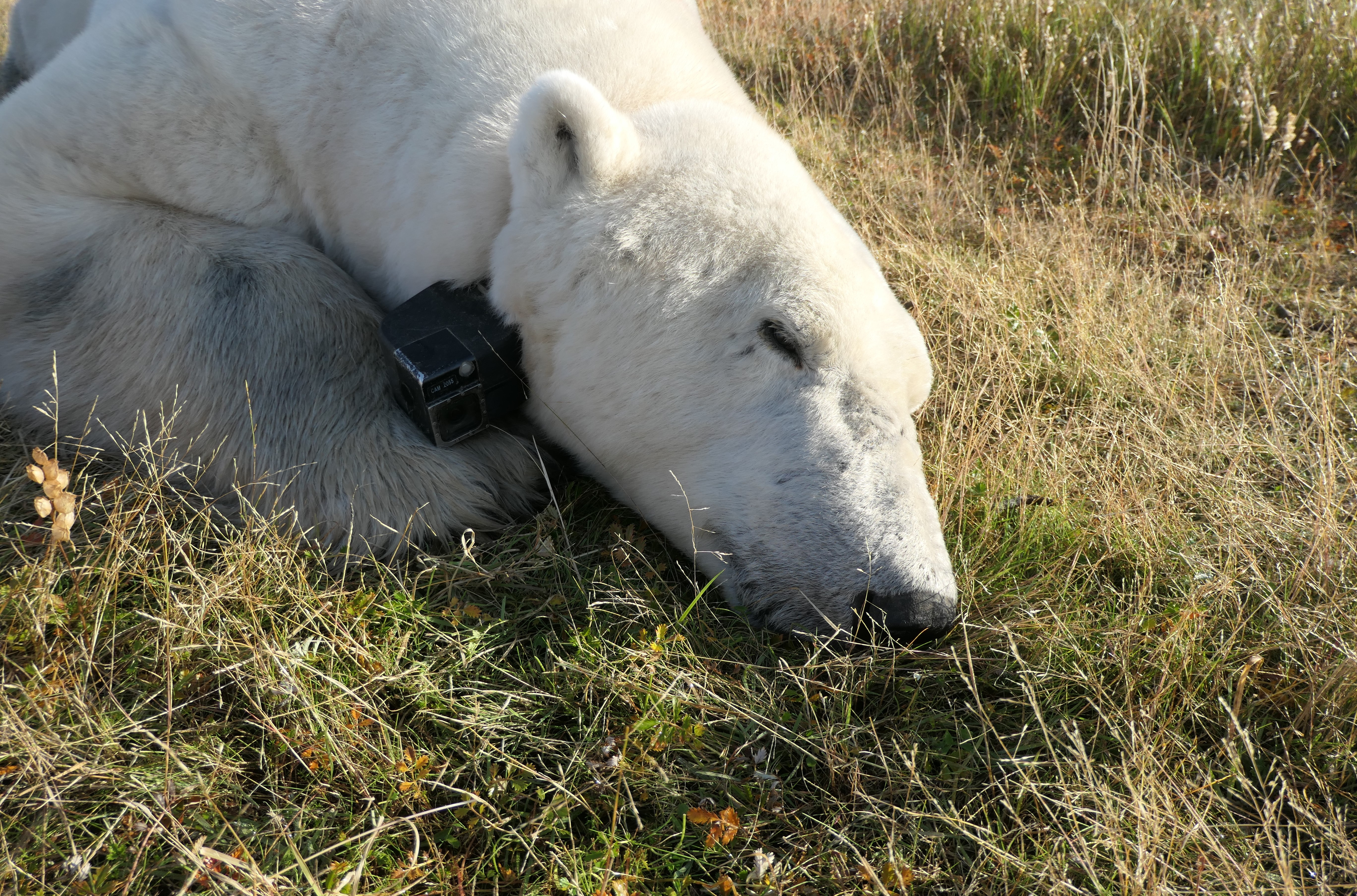 Polar bear equipped with a GPS-enabled video camera collar with a tri-axial accelerometer.