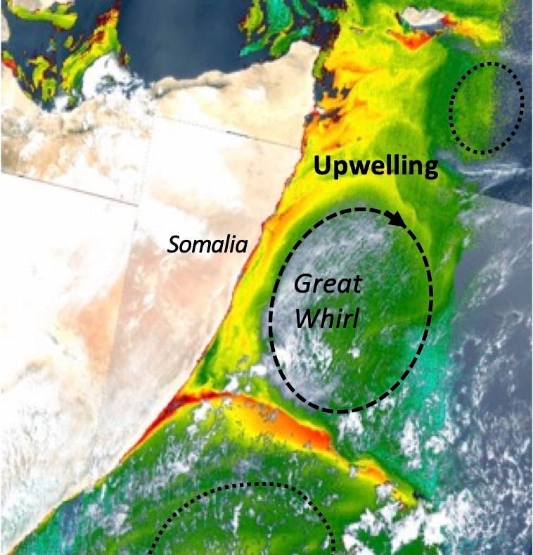 Figure 1: Somali upwelling signature as revealed by satellite true colour image and chlorophyll-a on 22 June 2019 (from Sentinel 3 a/b) and schematic of the Great Whirl and other eddies (dashed and dotted circles). The image is from Sentinel 3 a/b using ESA’s Ocean Virtual Laboratory.