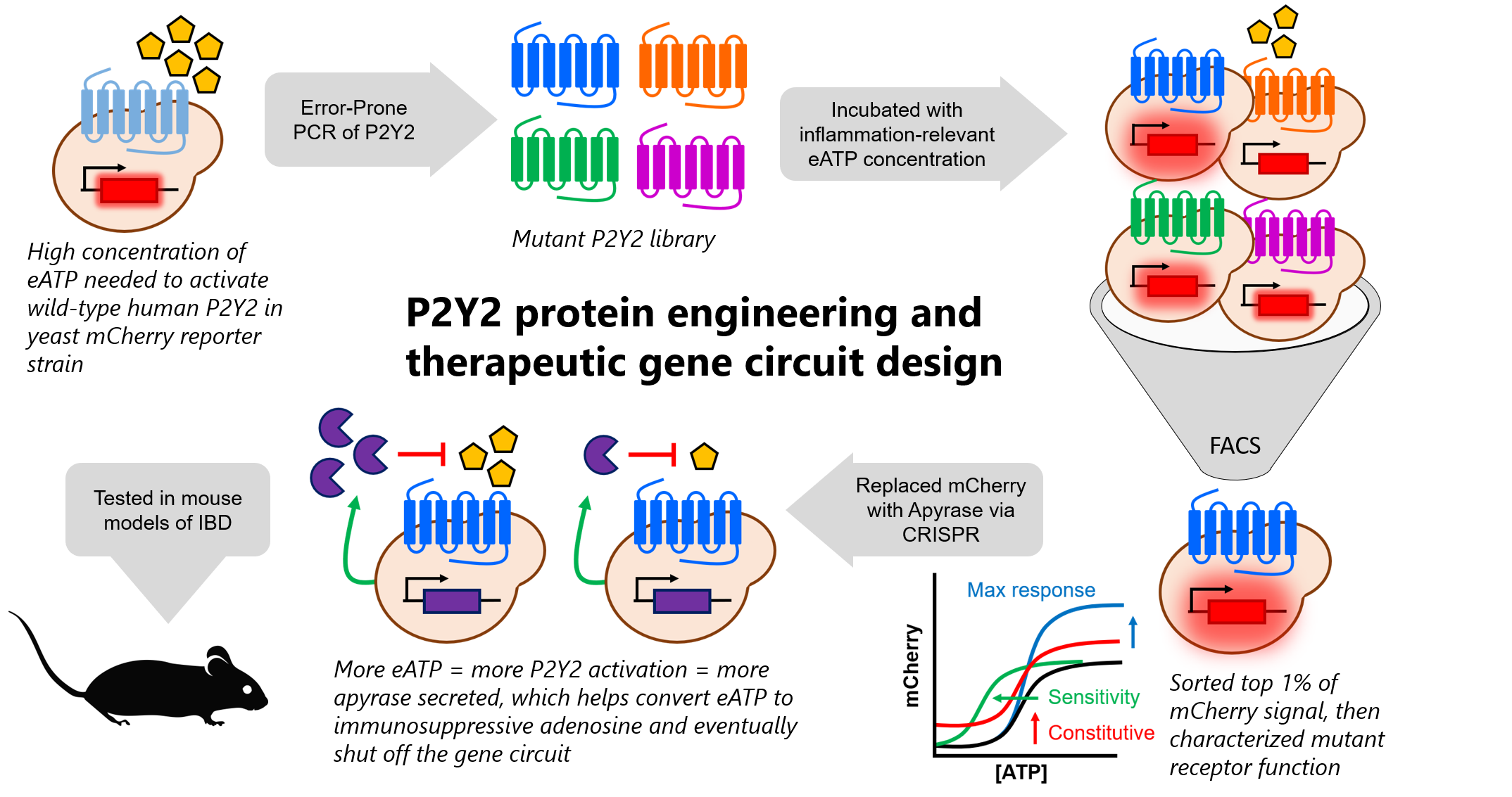 Yeasts engineering process