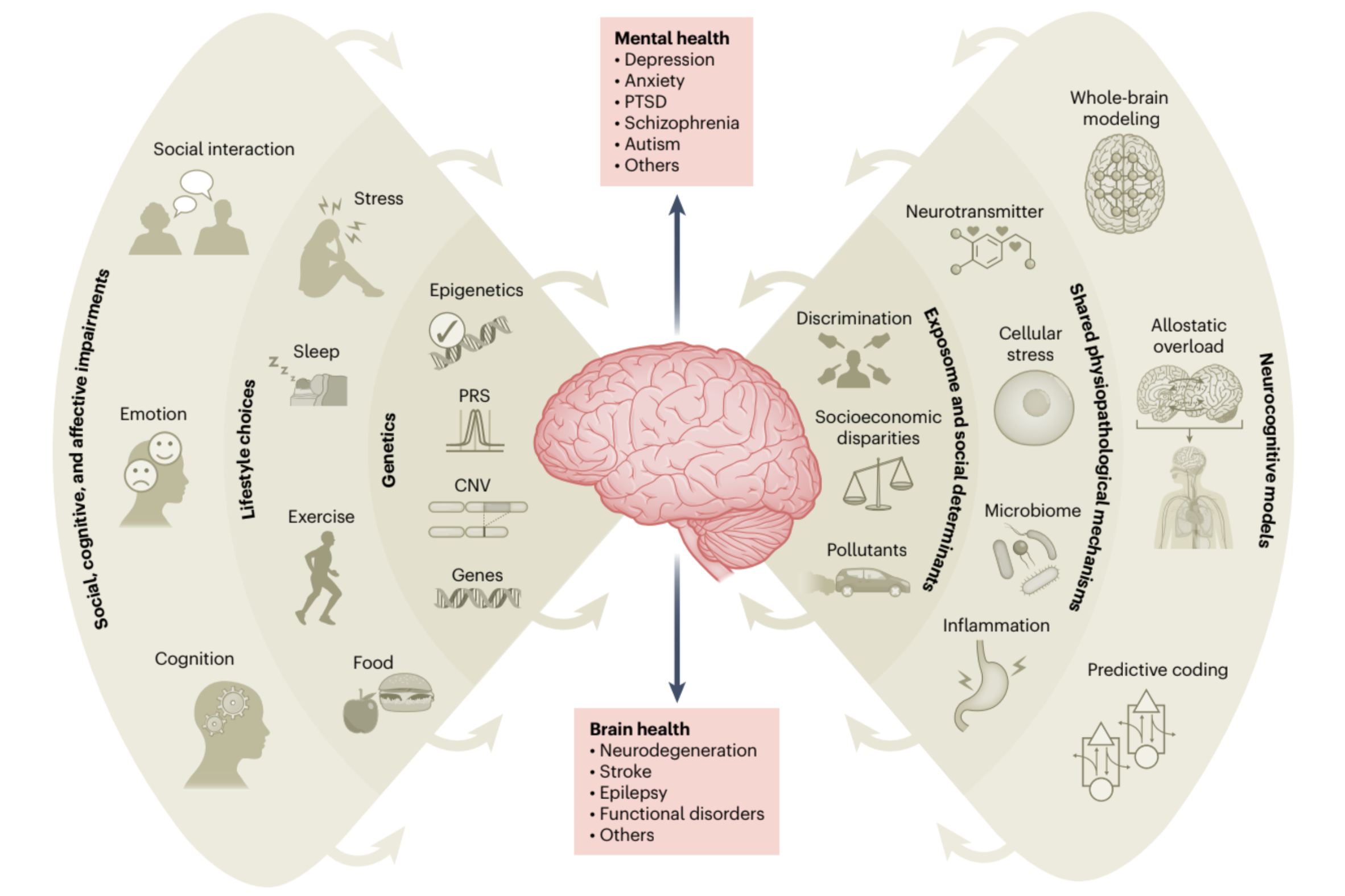Common and interconnected levels of analysis across mental health and brain health fields and diseases. The circles illustrate the interlinked dimensions of mental and brain health, emphasizing the shared dimensions encompassing genetics, environmental exposome and social determinants, lifestyle choices, neurocognitive models, physiopathological mechanisms, as well as social, cognitive and affective impairments. This conceptual representation underscores the importance of considering these multiple shared processes in an interdisciplinary and integrative approach to understanding, preventing, and treating mental and brain disorders. Abbreviations: Copy number variations (CNVS), polygenic risk scores (PRS), post-traumatic stress disorder (PTSD). Reproduced from the original paper: https://doi.org/10.1038/s44220-023-00086-0