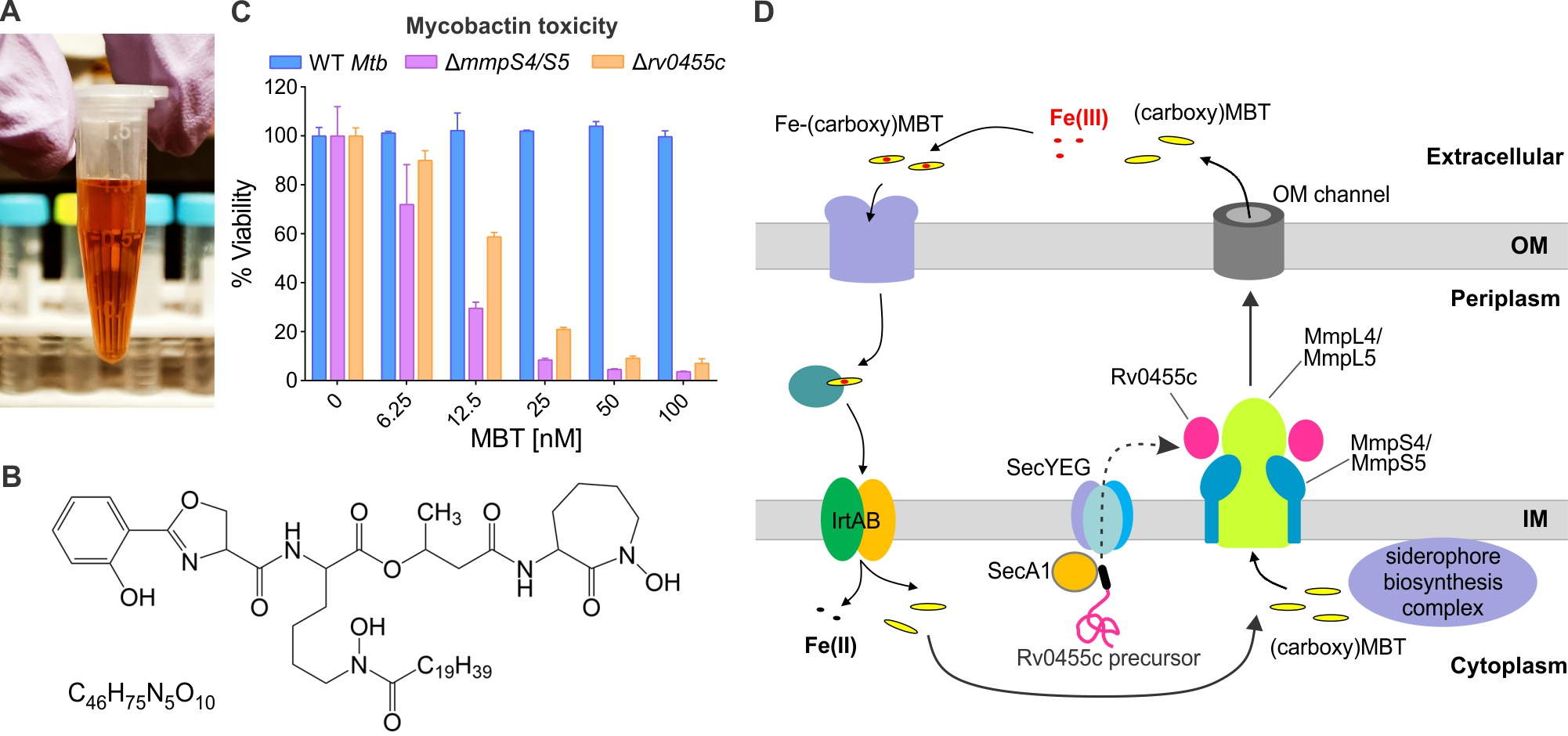 Siderophore secretion by Mycobacterium tuberculosis. (A) 1 milligram of ferric-mycobactin (in ethanol). (B) Chemical structure of mycobactin (C46H75N5O10). (C) Mycobactin (MBT) toxicity test for the wild-type M. tuberculosis (Mtb), the siderophore secretion-defective mutant ΔmmpS4/S5 and the Δrv0455c mutant. (D) Model of siderophore secretion and recycling in M. tuberculosis. The periplasmic Rv0455c protein with the MmpS4/L4-MmpS5/L5 efflux pumps are required for (carboxy)mycobactin secretion in M. tuberculosis.
