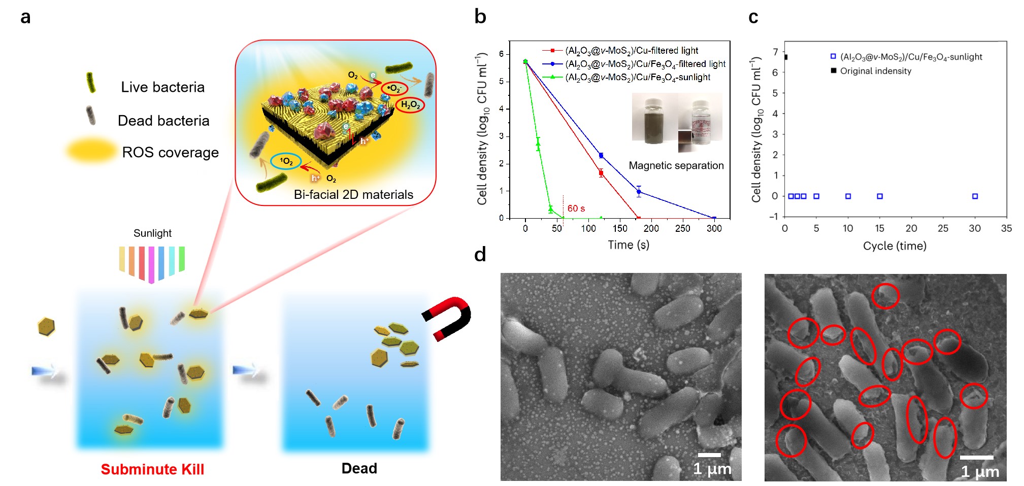 Fig. 1 Solar water disinfection test of recyclable (Al2O3@v-MoS2)/Cu/Fe3O4.