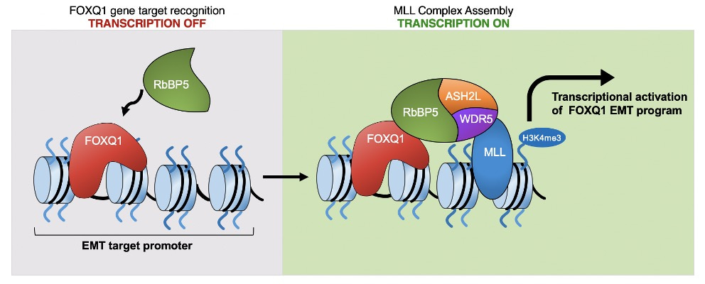 A proposed model illustrates that FOXQ1 directly recruits RbBP5 to the promoters of EMT target genes to facilitate MLL complex assembly, H3K4me3, and transcriptional activation. 