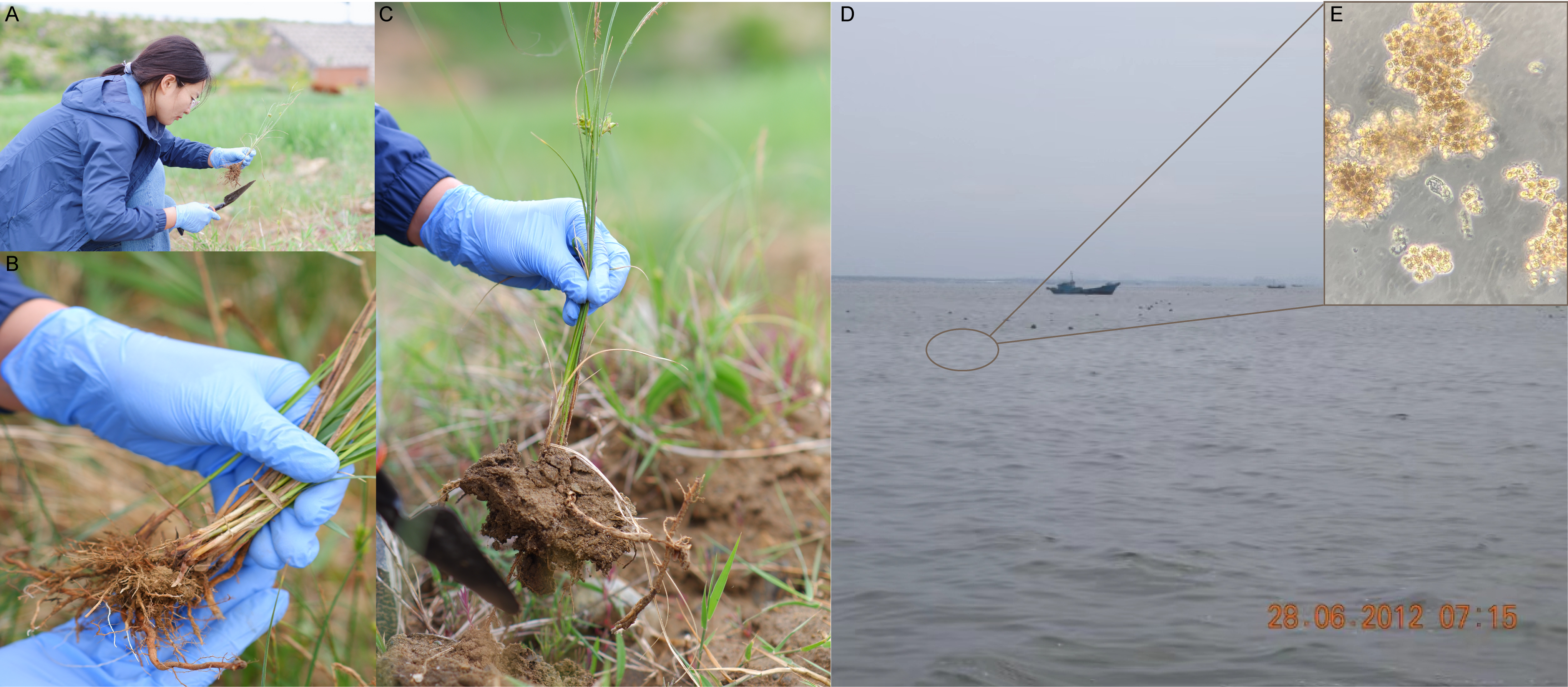 Figure 1 (A) Sampling process of Carex scabrifolia and the roots of C. scabrifolia (B, C). (D) brown tide bloom and bloom-forming algae of Aureococcus anophagefferens (E) in Qinhuagndao, China in 2012.