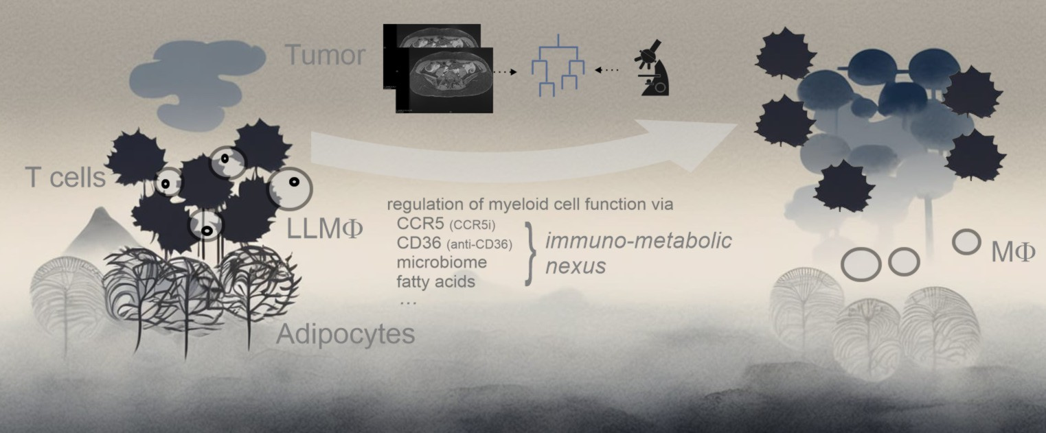 Modulation of lipid-laden macrophages in the tumor microenvironment of the peritoneal cavity