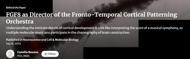 FGF8 as Director of the Fronto-Temporal Cortical Patterning Orchestra
