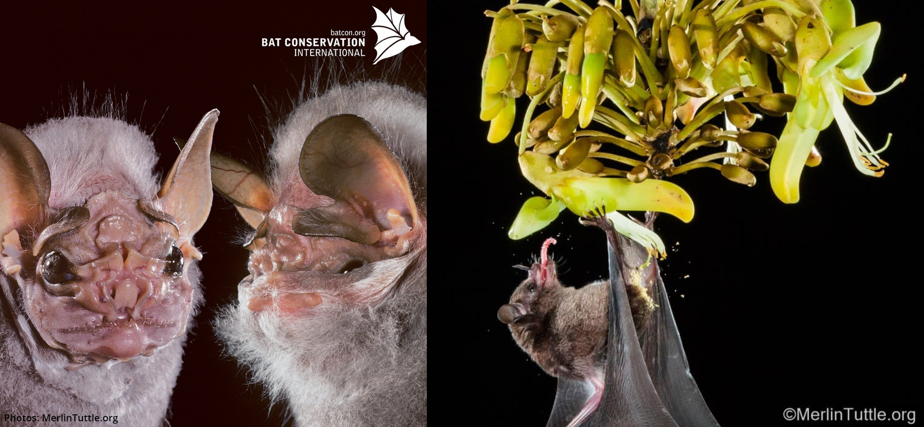 Fruit and nectar bat