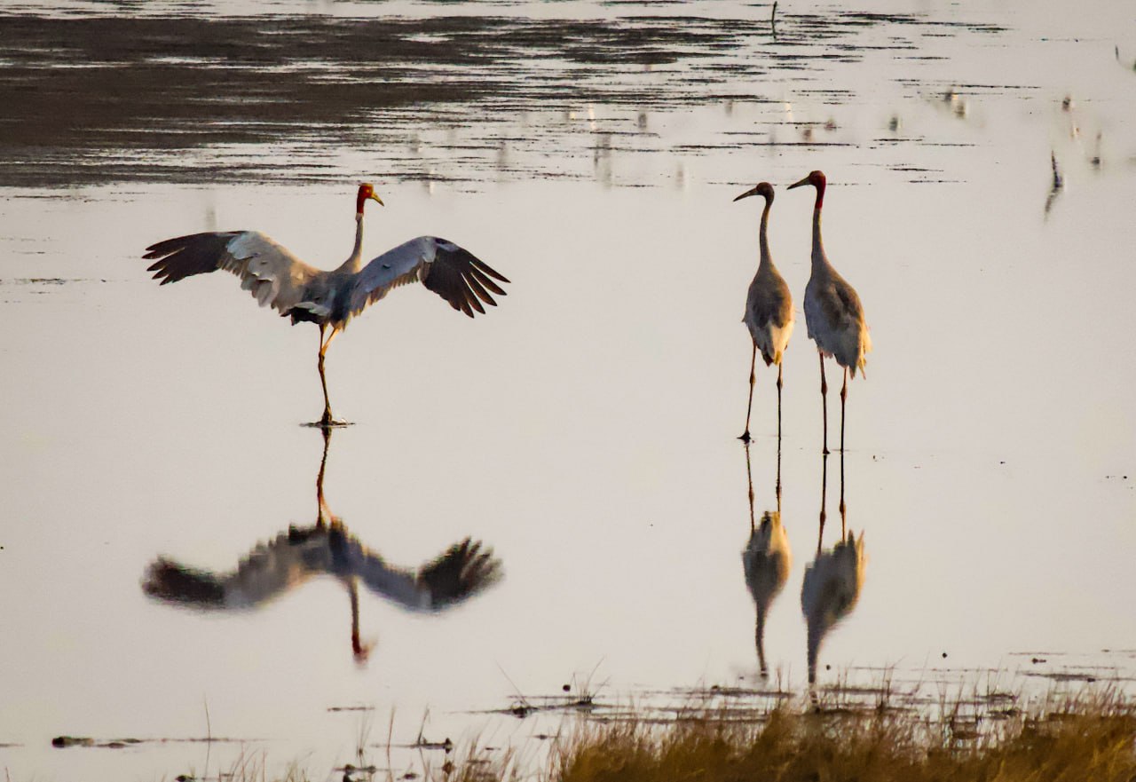 Sarus cranes