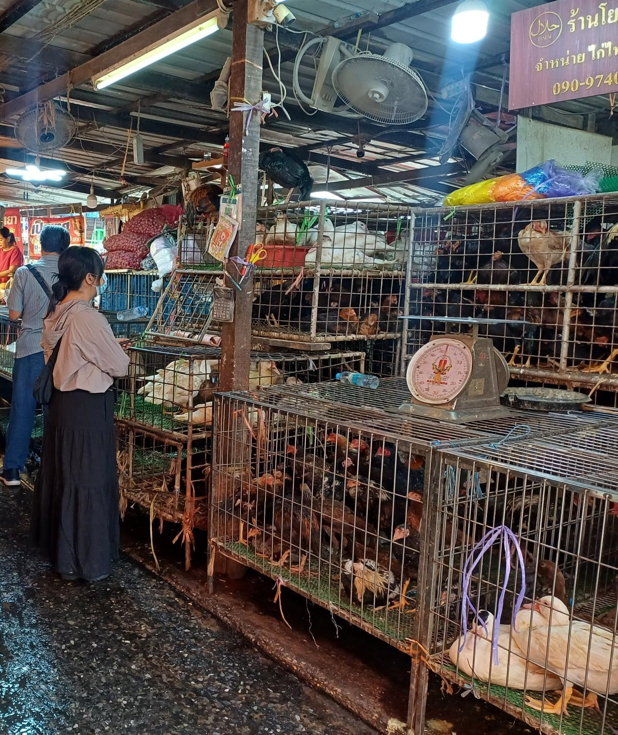 Live animal market