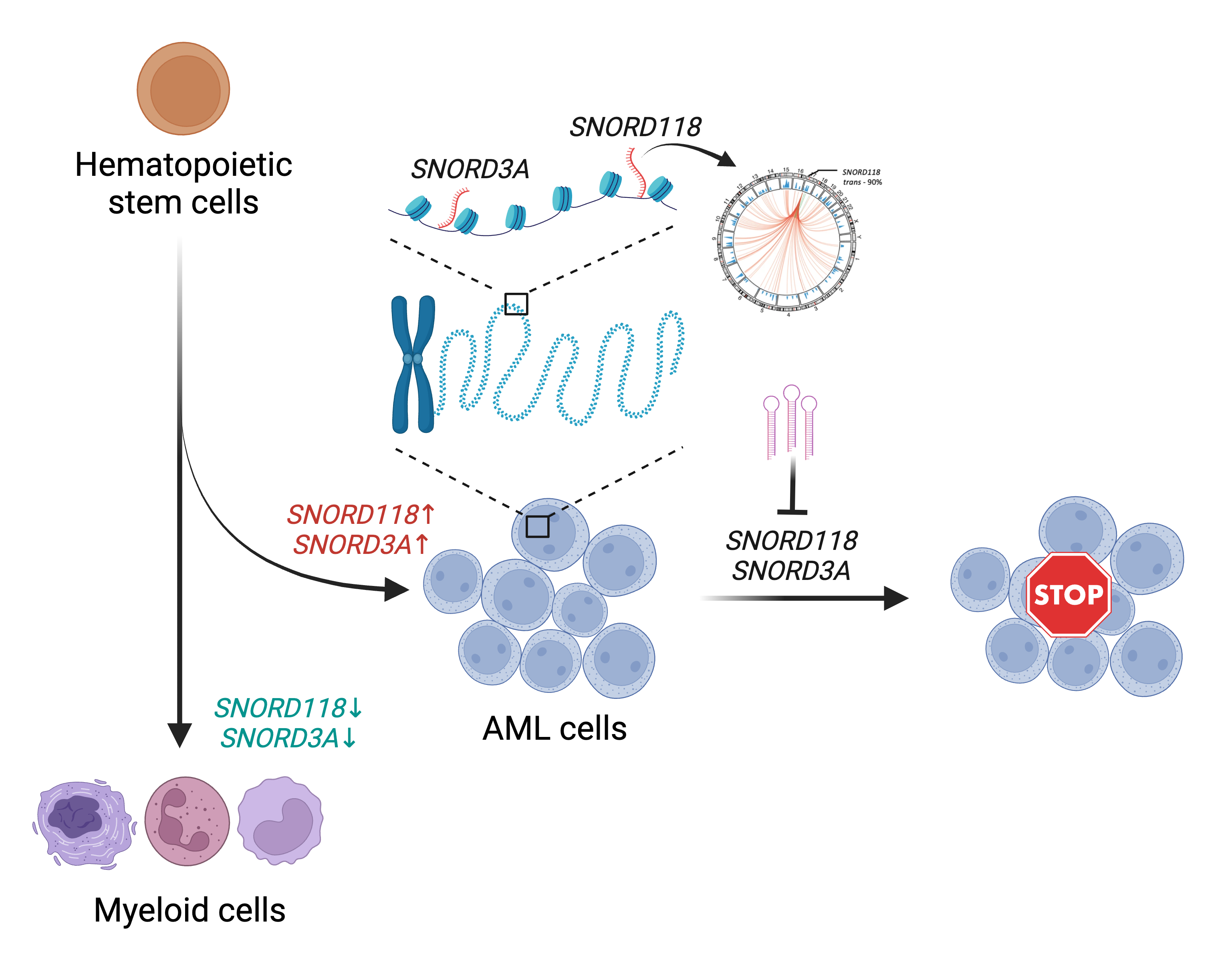 Identification of chromatin-associated small ncRNAs in leukemia maintenance