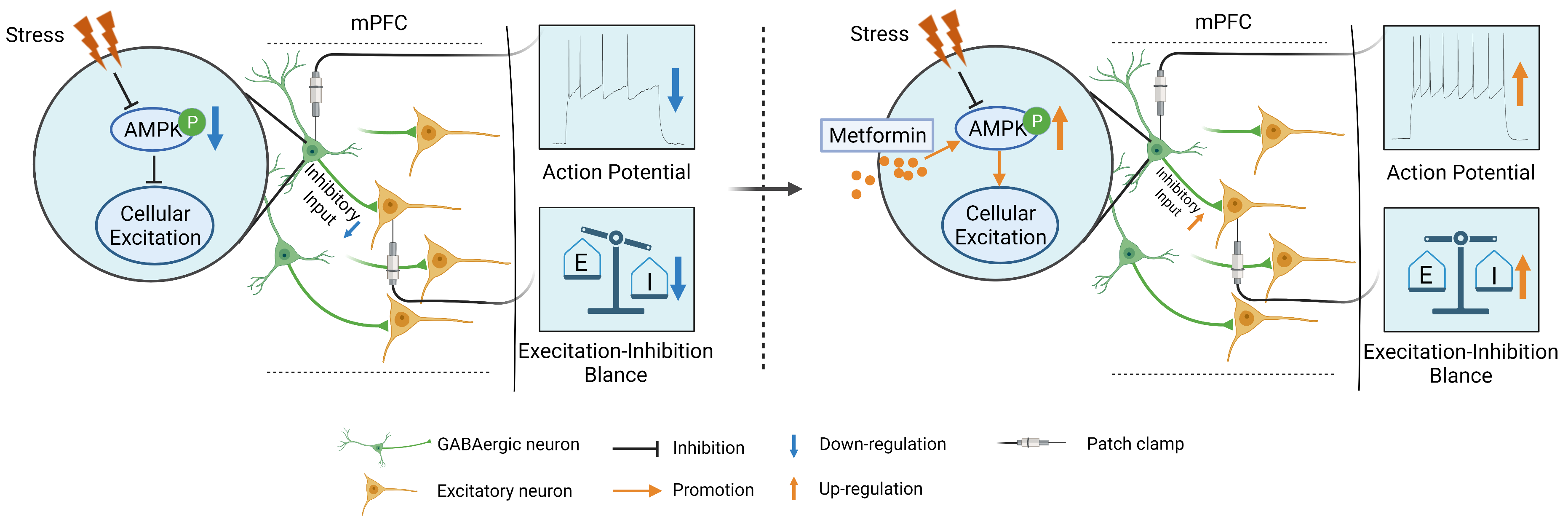 The description of metformin's anxiolytic mechanism