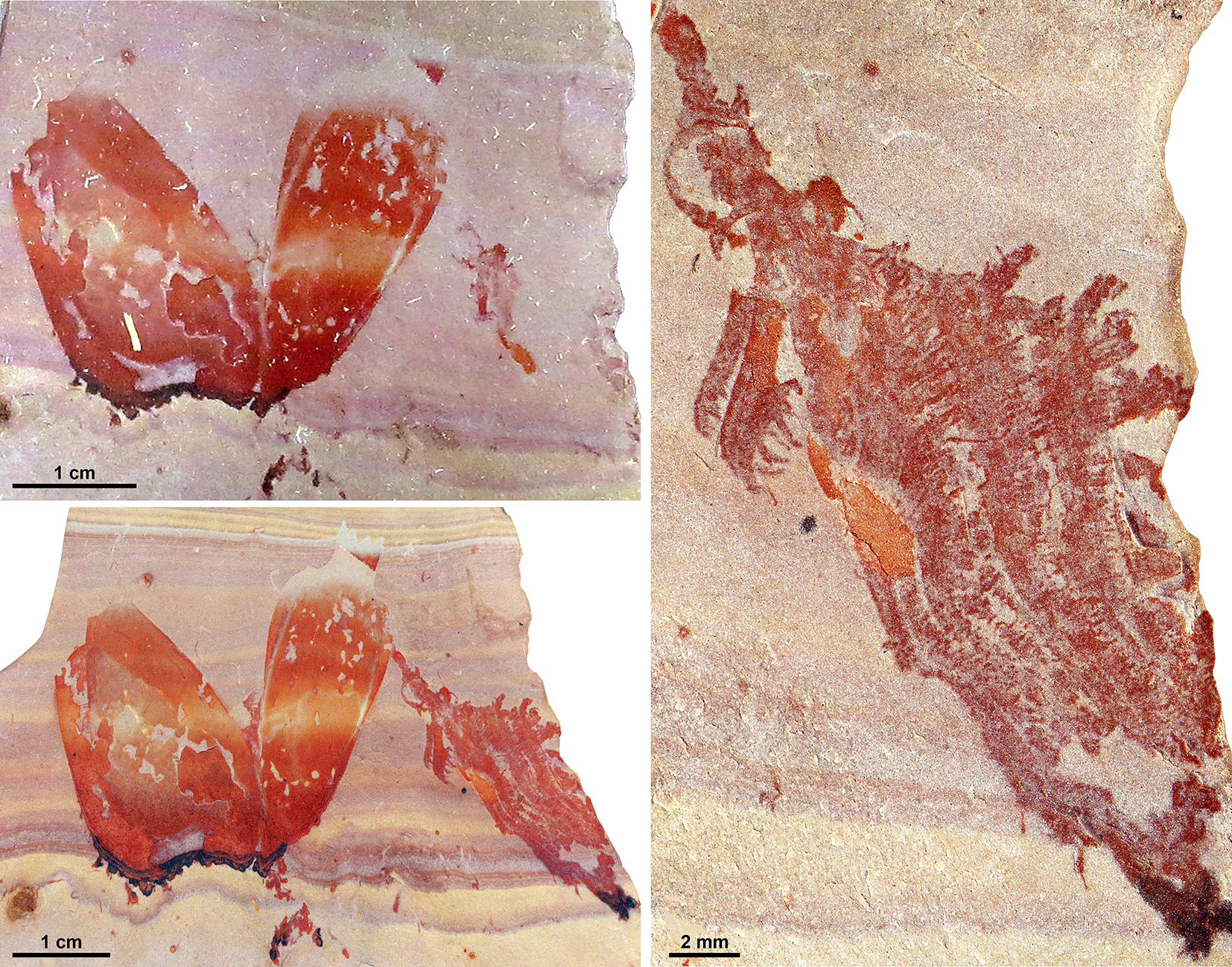 Most complete specimen of Pahvantia hastata.  