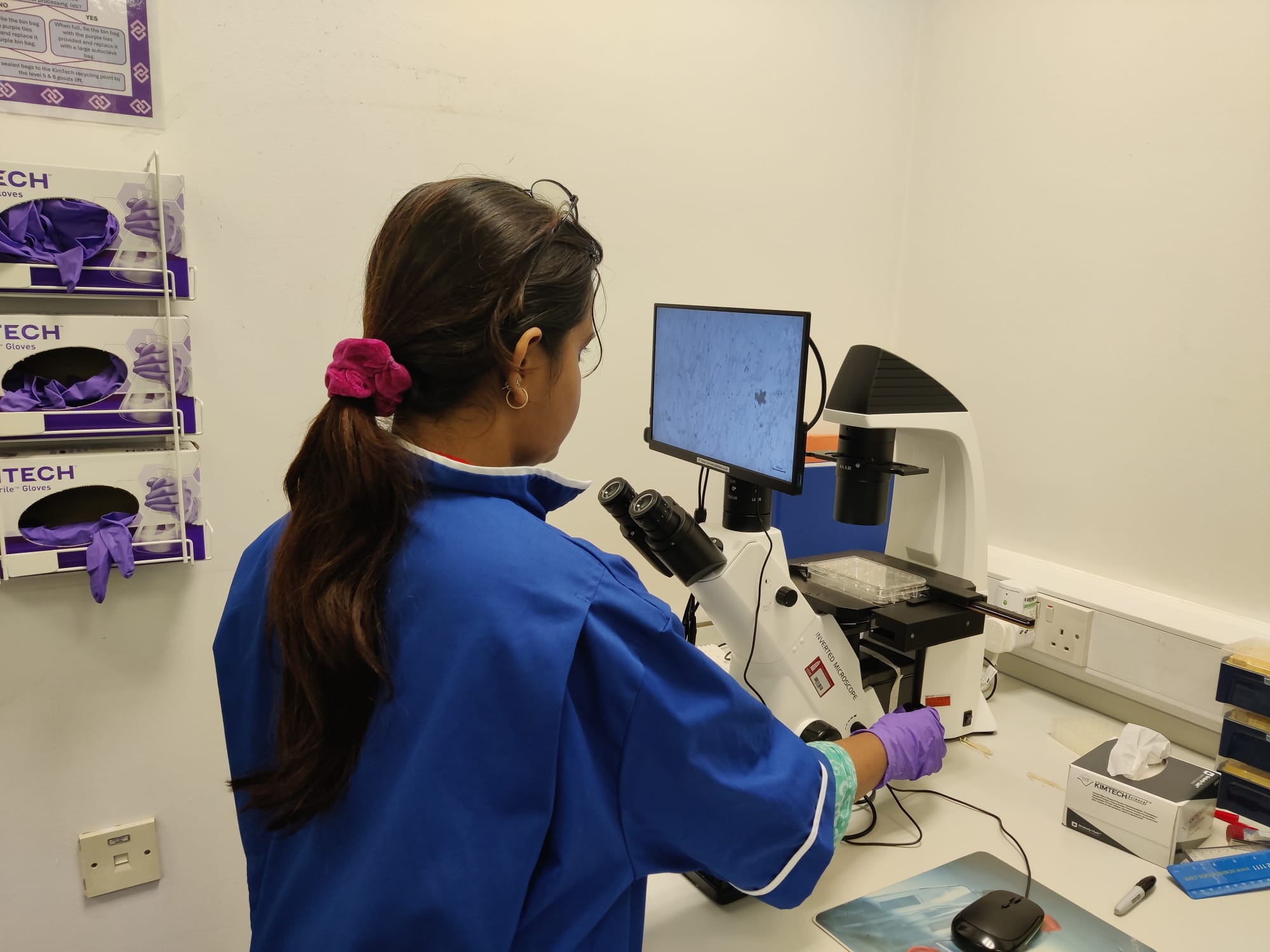 Naziba Sayem imaging adipocyte samples during her Laidlaw research project
