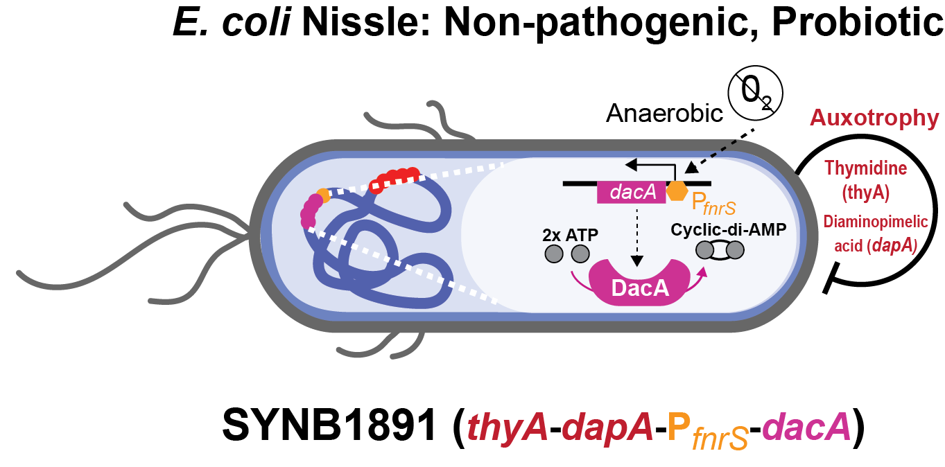 Figure 2: Design elements of SYNB1891: