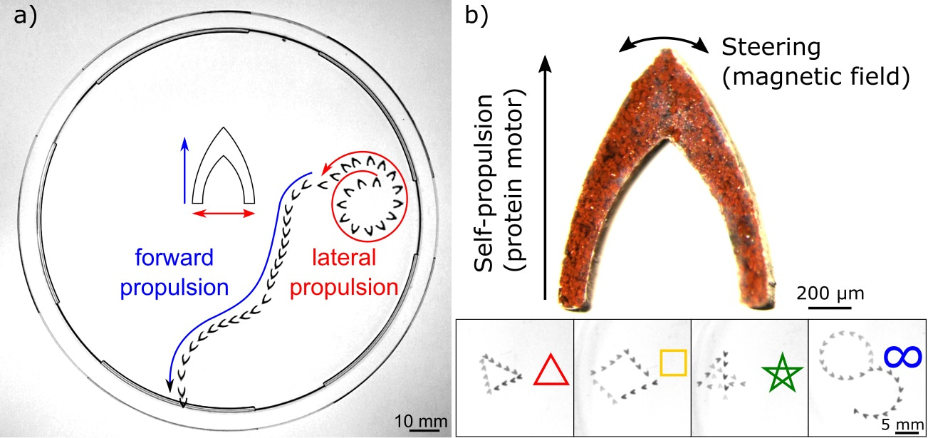 Programmable complex locomotion of protein motors