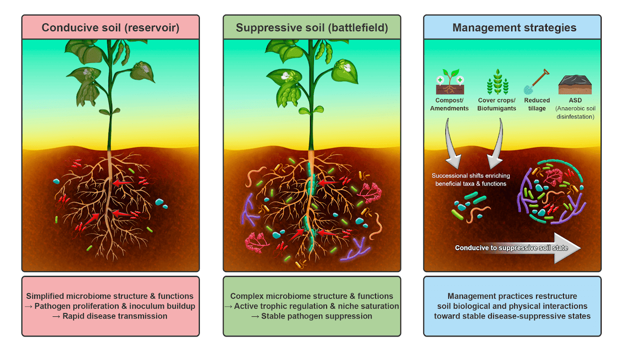 The “reservoir–battlefield” framework proposed in our review. Microbial diversity, soil structure, food web interactions, and management practices influence whether soils facilitate pathogen persistence or suppress disease development.