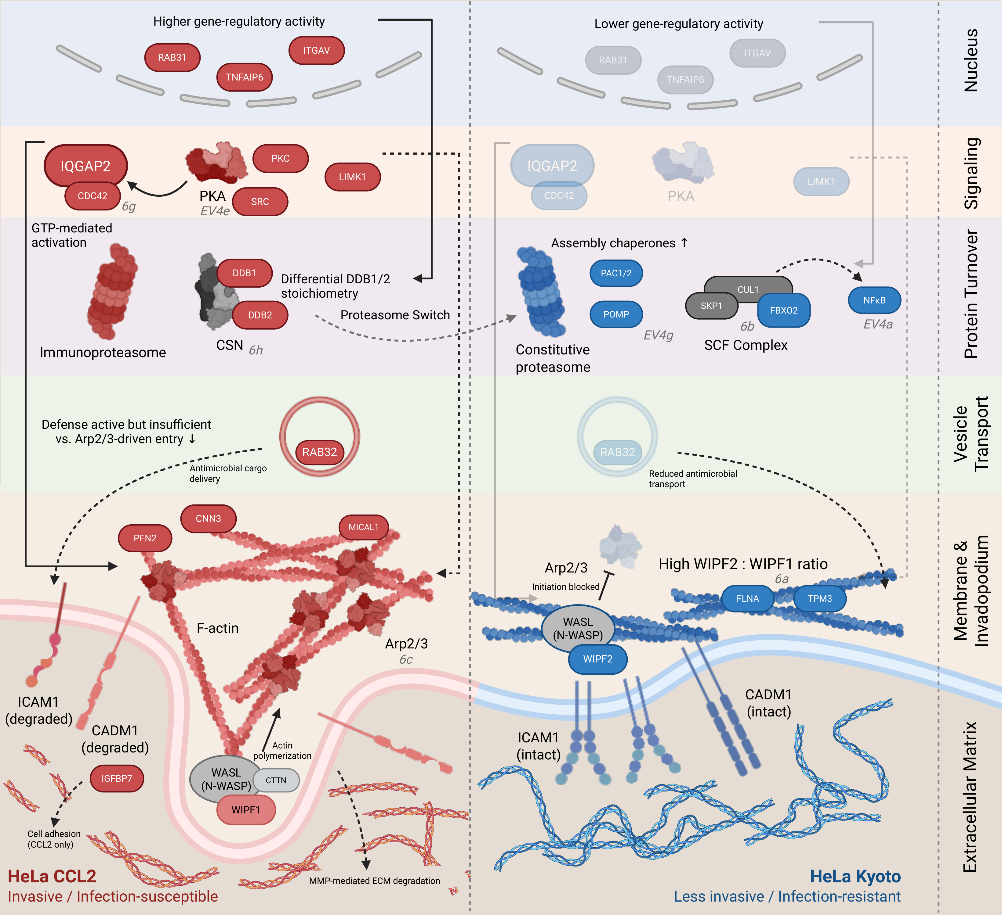 Schematic comparing the two HeLa cell lines.