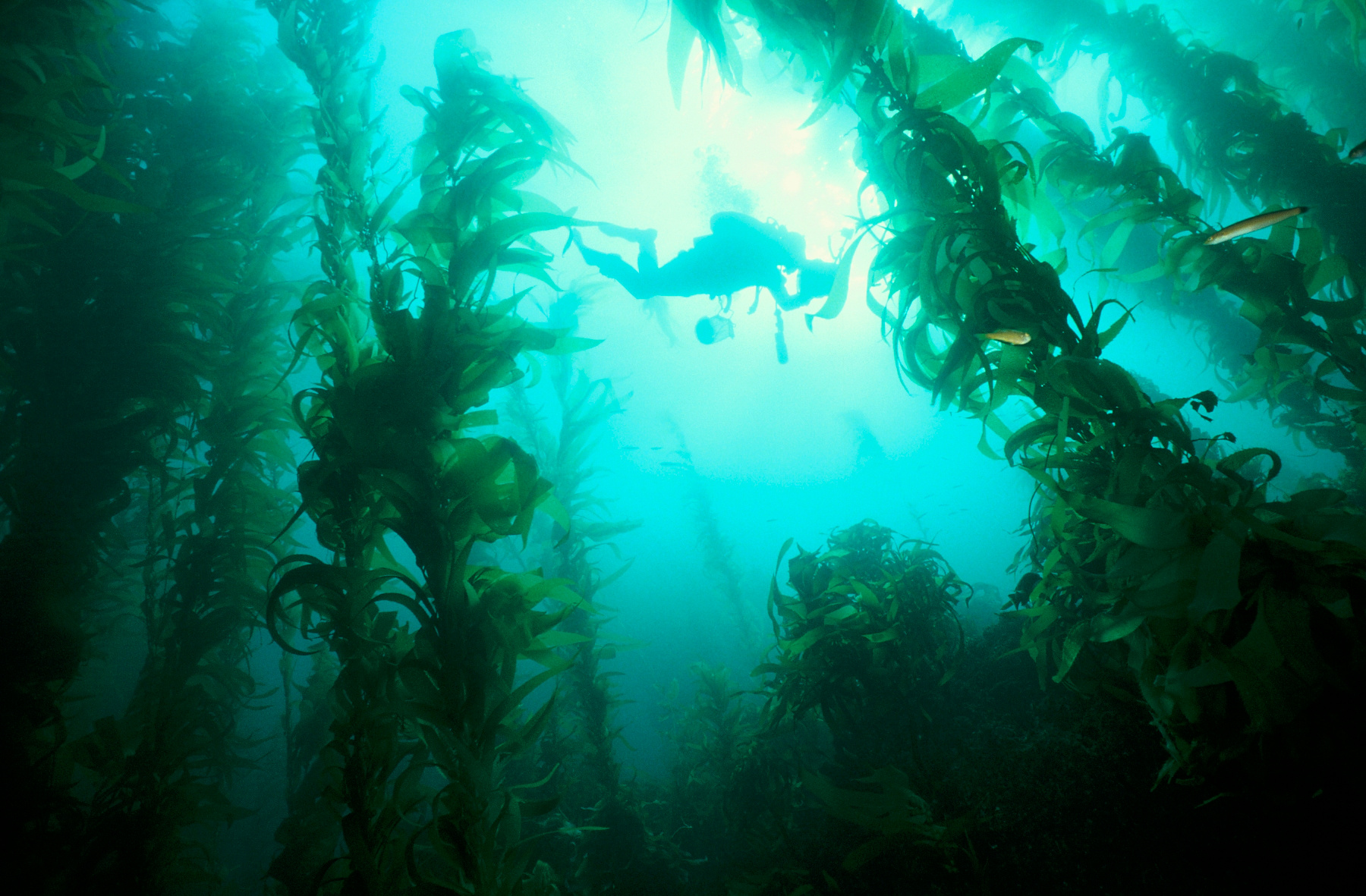 An SBC LTER diver swims through the kelp fronds in a lush kelp forest.