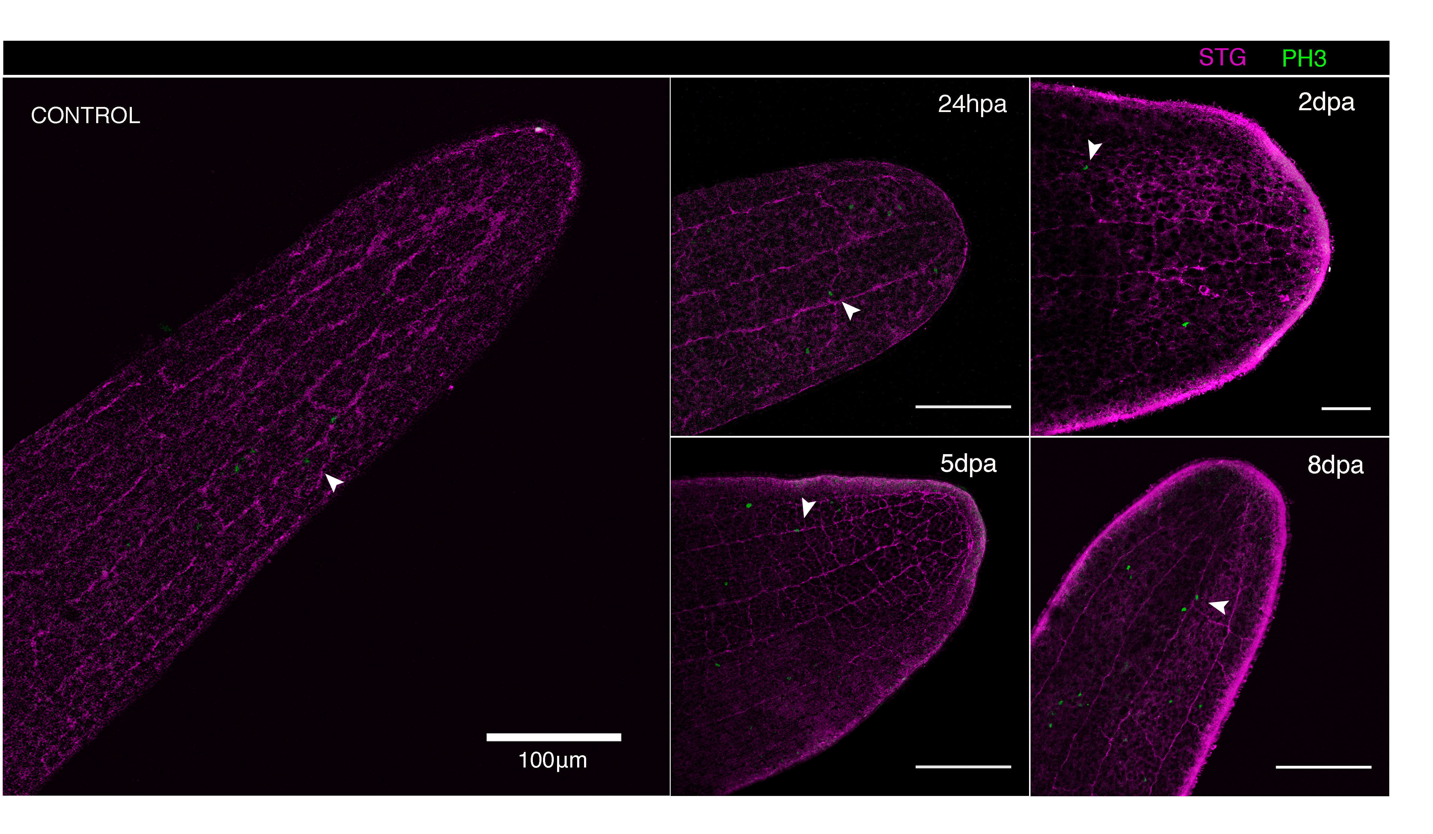 Immunochemistry on acoels