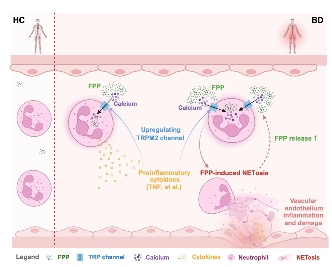 TNF inhibitors target a mevalonate metabolite/TRPM2/calcium signaling axis in neutrophils to dampen vasculitis in Behçet's disease
