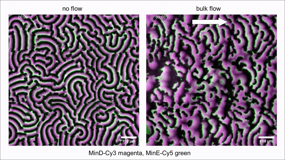 Min protein patterns on a supported lipid bilayer respond to bulk flow. As the bulk flow starts, the patterns transition from spirals and waves (which do not have a preferred direction) to aligned wavefronts, travelling along the direction of the flow.