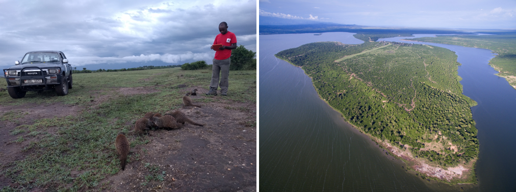 Field data collection at the Banded Mongoose Research Project (left) and the Mweya Peninsula in Queen Elizabeth National Park, Uganda where it is based (right)