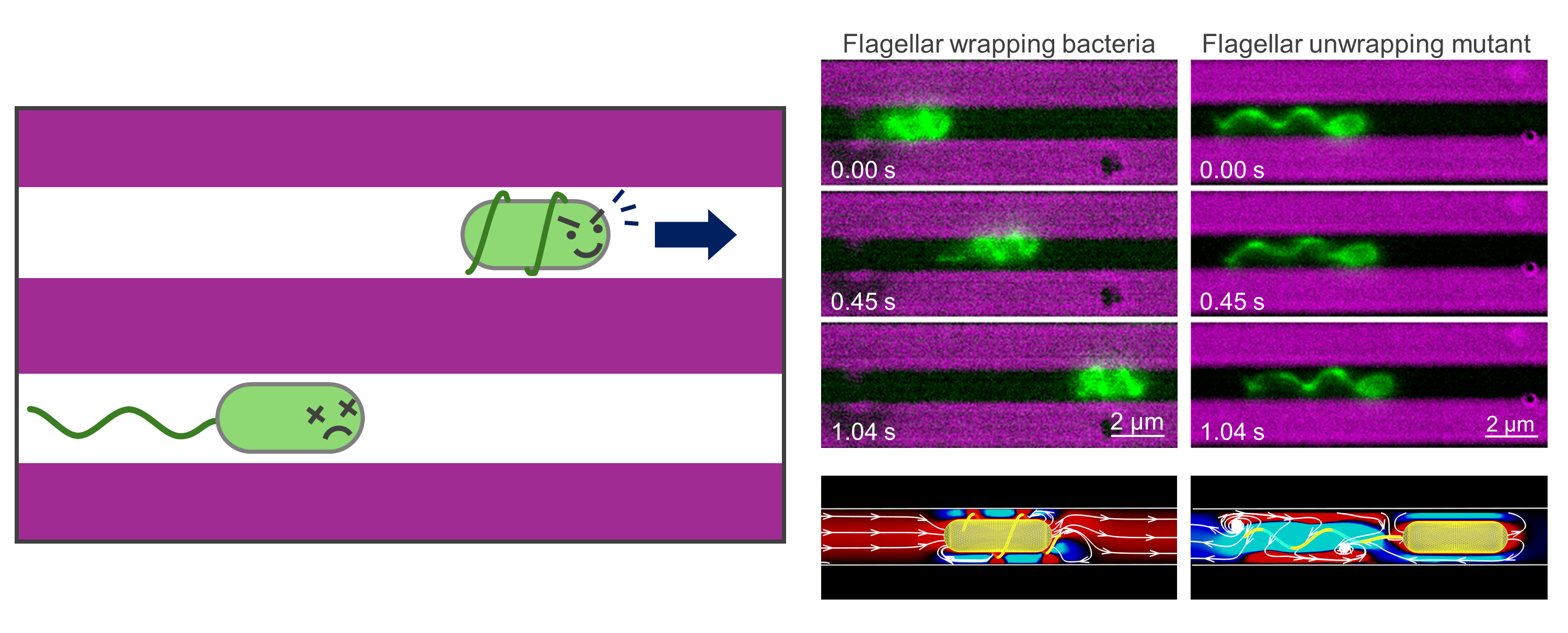 Flagellar wrapping enables efficient propulsion through confined microchannels.
