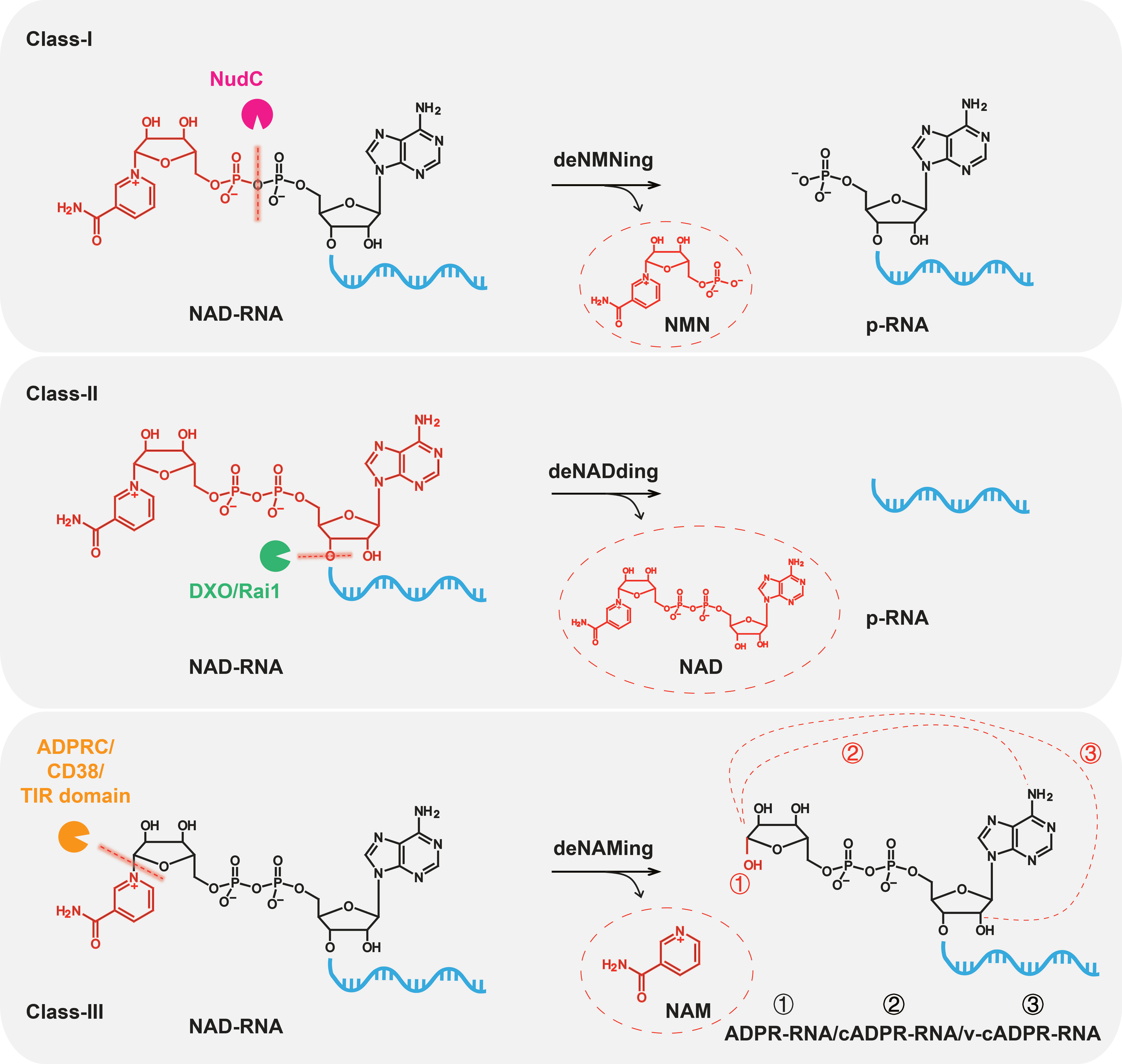 Figure-1: Three different decapping mechanisms of NAD capped RNAs (NAD-RNAs). In Class-I, the first type of decapping enzymes, represented by NudC from E. coli, can cleave the pyrophosphate bond within the NAD cap to release nicotinamide mononucleotide (NMN), generating 5’-monophosphorylated RNA (p-RNA); We refer to this process as “deNMNing” here. In Class-II, enzymes such as DXO/Rai1 from eukaryotes constitute the second type of decapping enzymes that remove the entire NAD cap to produce p-RNA, known as the “deNADding” activity (Jiao et al., 2018, Cell). In Class-III, similar to ADPRC and CD38 enzymes, a new type of decapping enzymes, i.e., TIR domain-containing proteins, also exhibit cleavage activity on the NAD cap, removing the NAM moiety from the RNA cap. This process was designated as “deNAMing” . Three potential RNA products are identified as ADPR-RNA (1), cADPR-RNA (2), or v-cADPR-RNA(3). 