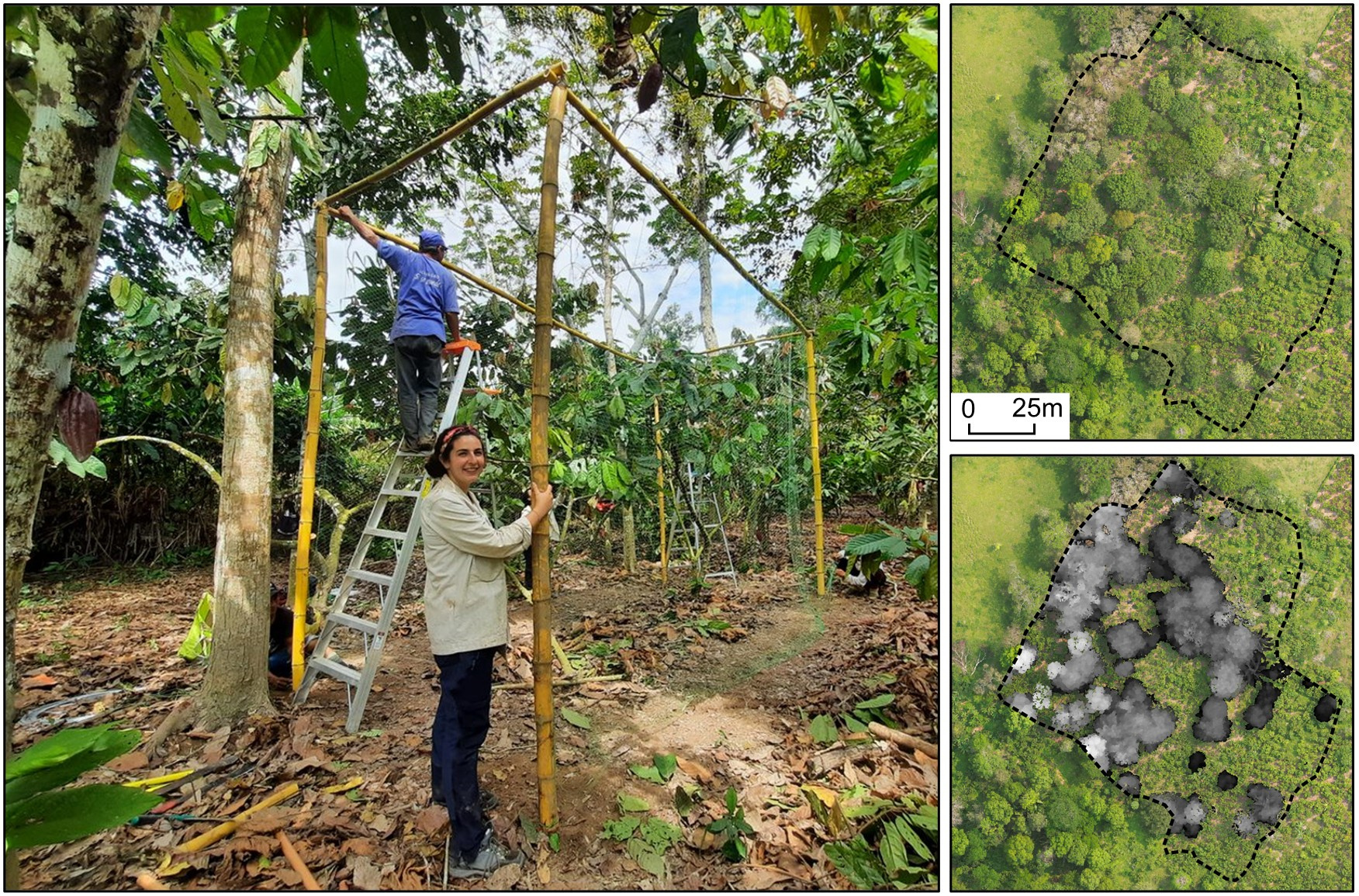 Researchers installing bird and bat exclosures to quantify their pest control services in cacao agroforests (left). Examples of the drone maps of the agroforests used to calculate shade-tree cover, height and their variations (right). Credits: Pablo Aycart Lazo (exclosures) and Ben Newstead (drone images).