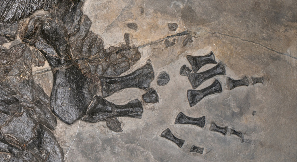 Holotype Hand
