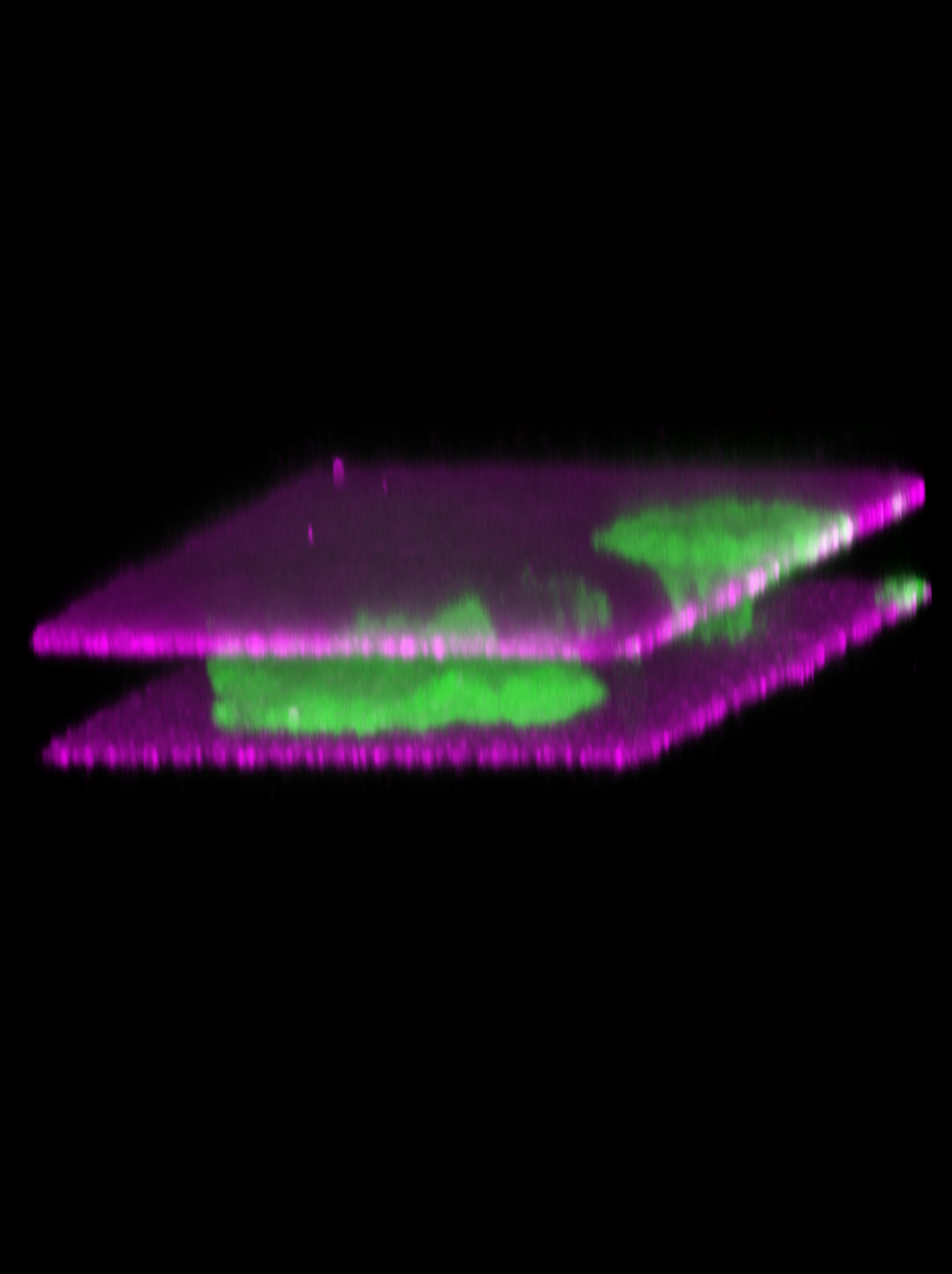 Three-dimensional fluorescence rendering viewed from the side: two magenta sheets of fluorescent beads, marking the surfaces of the upper and lower hydrogels, run in parallel across a black background. Squeezed in the narrow gap between them is a flattened, elongated green cell, its actin cytoskeleton spread along the gap.