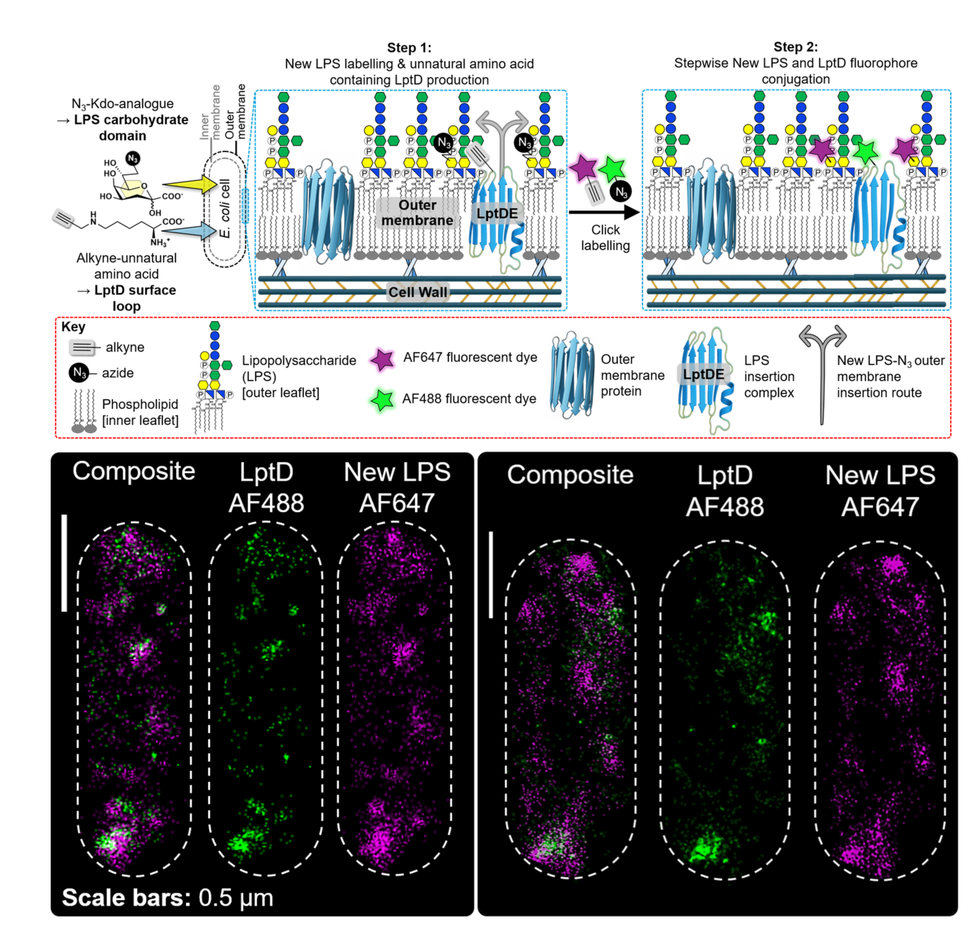 Top, schematic of the complementary bioorthogonal labelling strategy used to mark LptD and newly synthesised LPS with different fluorescent dyes. Bottom, representative two-colour super-resolution images of individual E. coli cells. LptD is shown in green and newly inserted LPS in magenta. Both form discrete puncta that are closely associated across the outer membrane. 
