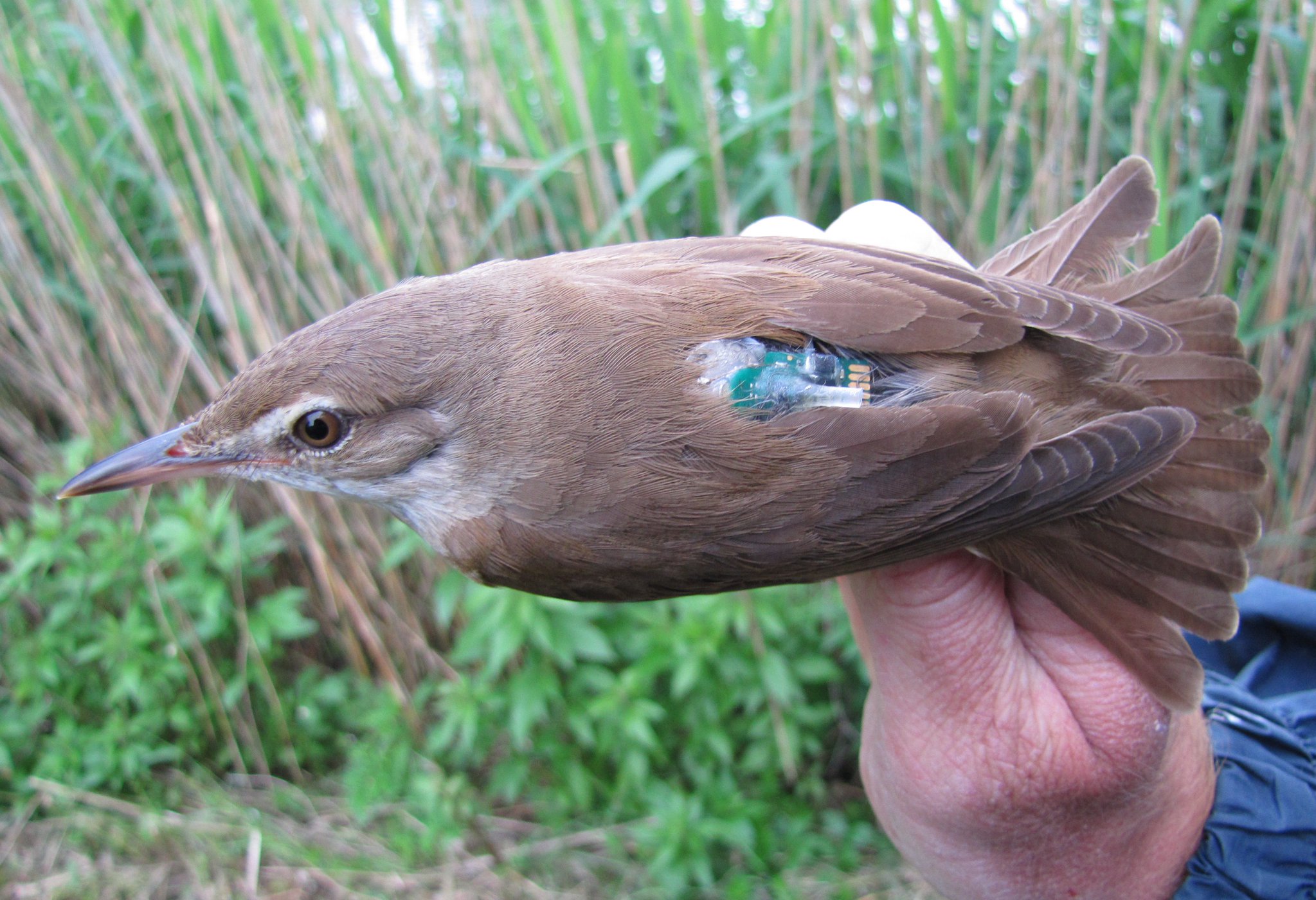 Great Reed Warbler tagged with a light-level geolocator at its breeding site in Czechia shortly before the departure for wintering grounds in sub-Saharan Africa.