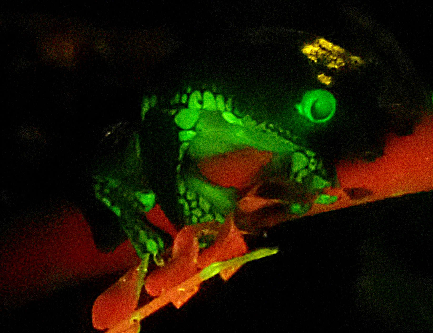 We may be able to use biofluoresence to survey for amphibians in dense vegetation.