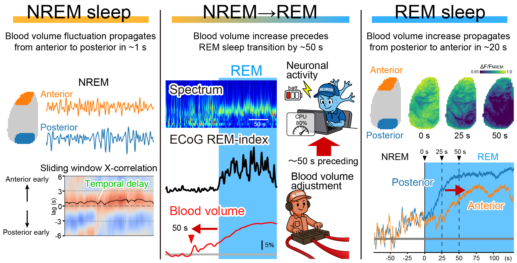 Three panels compare brain blood-volume dynamics during NREM sleep, the transition from NREM to REM sleep and REM sleep. Fast waves move from anterior to posterior during NREM, whereas a slower blood-volume increase begins before REM and moves from posterior to anterior.