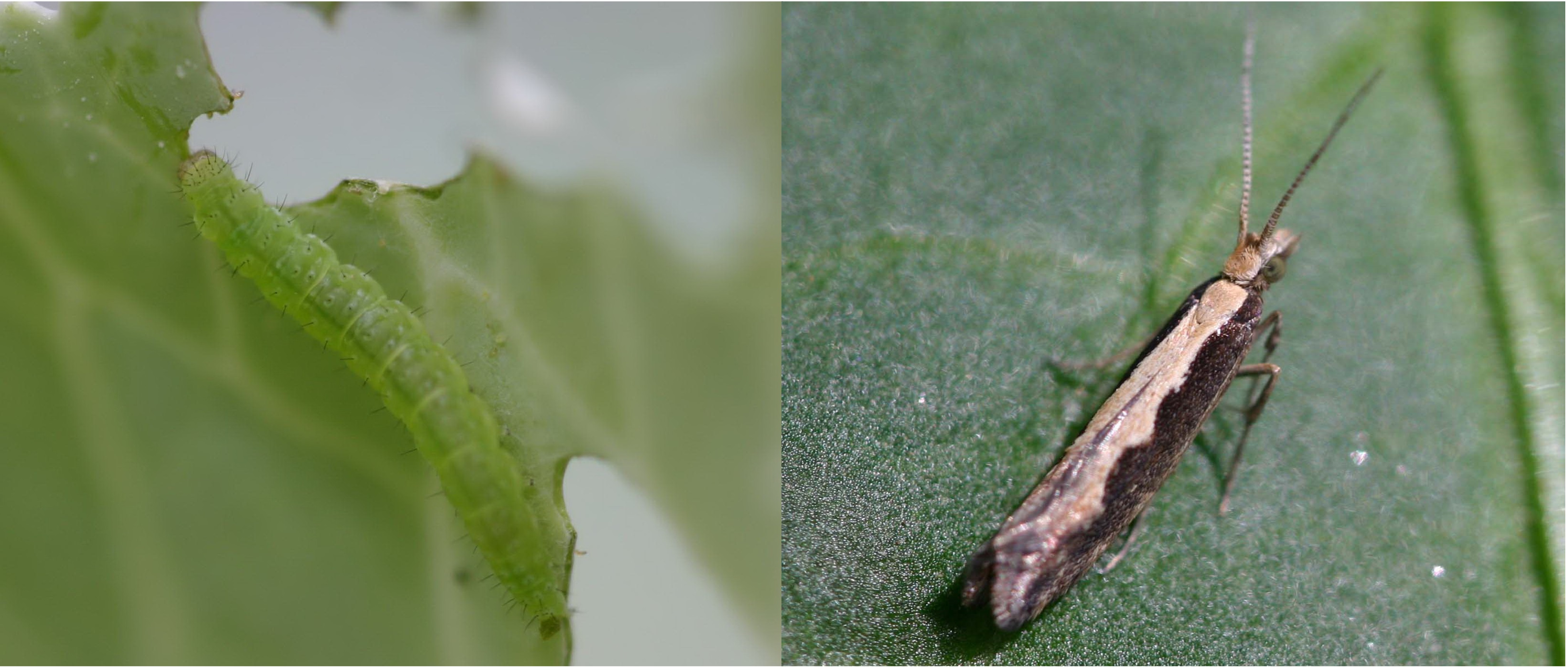 Diamondback moth Diamondback moth
