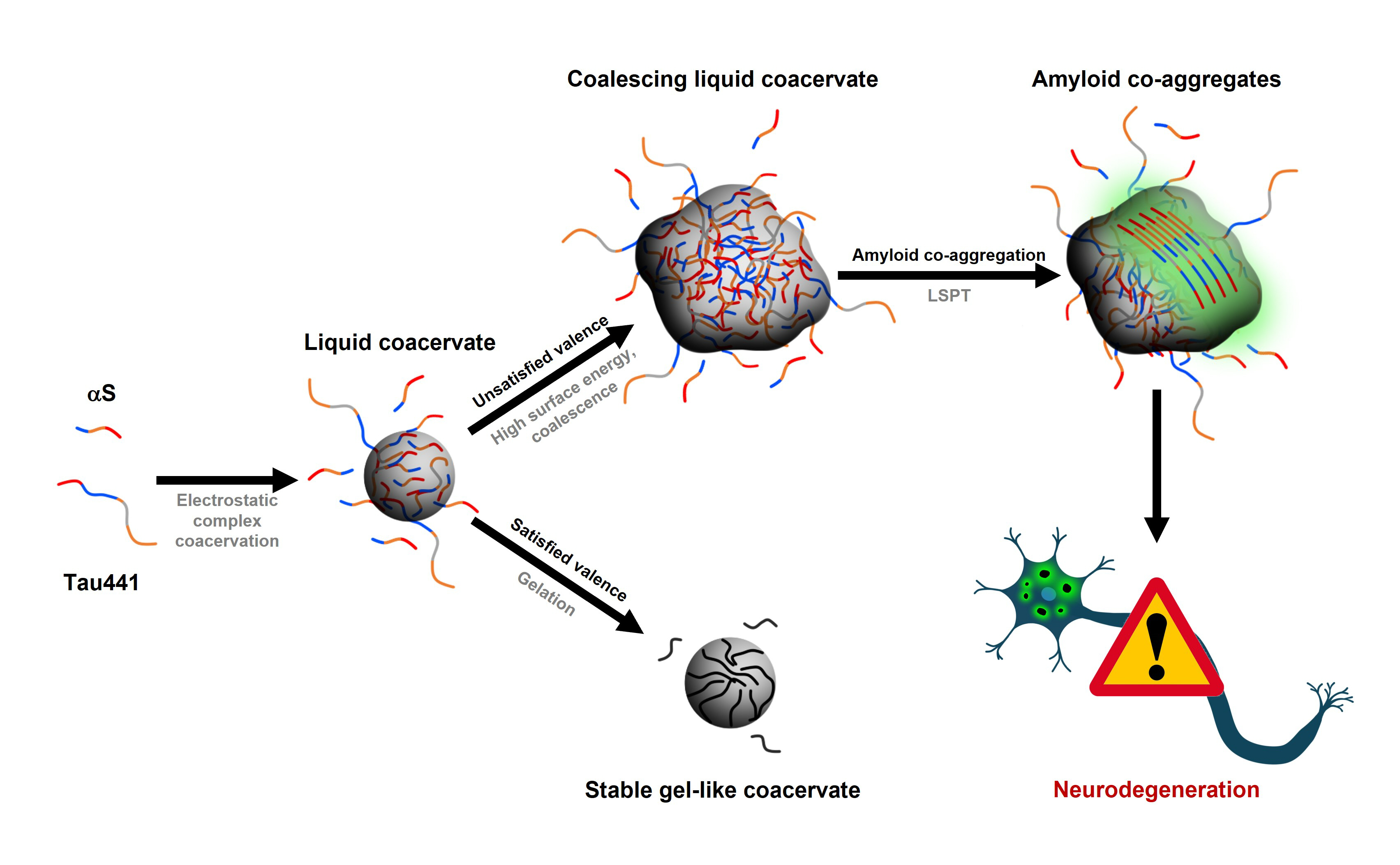 Model for the synchronized LLPS and LSPT-driven amyloid hetero-aggregation of αS and Tau441.